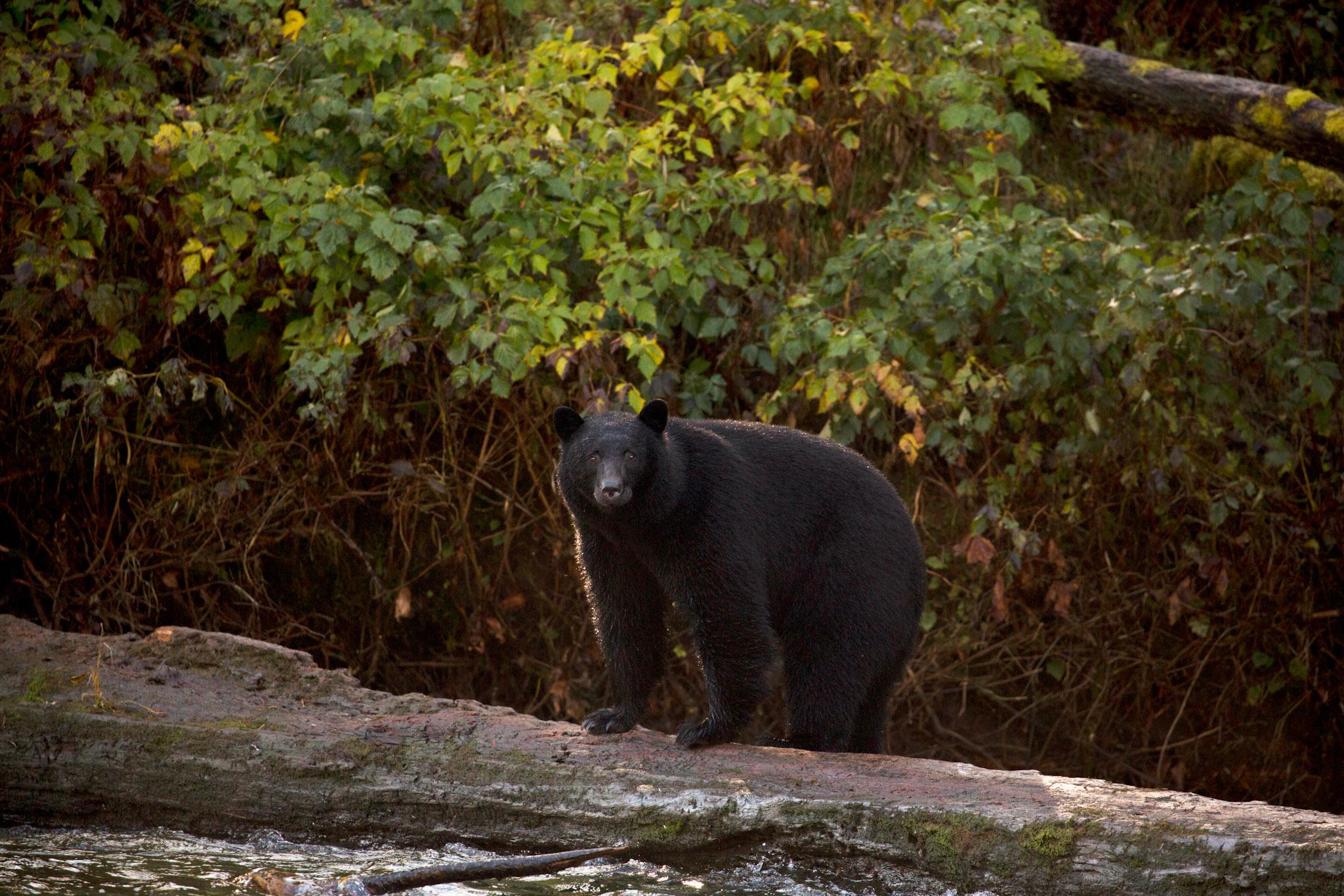 Tofino: Bear Watching Boat Tour with Nature Guide - 2026 (Verified Reviews)