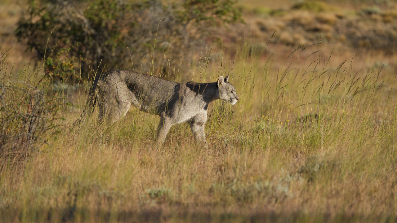 Patagonia Puma Tracking Expedition from Puerto Natales