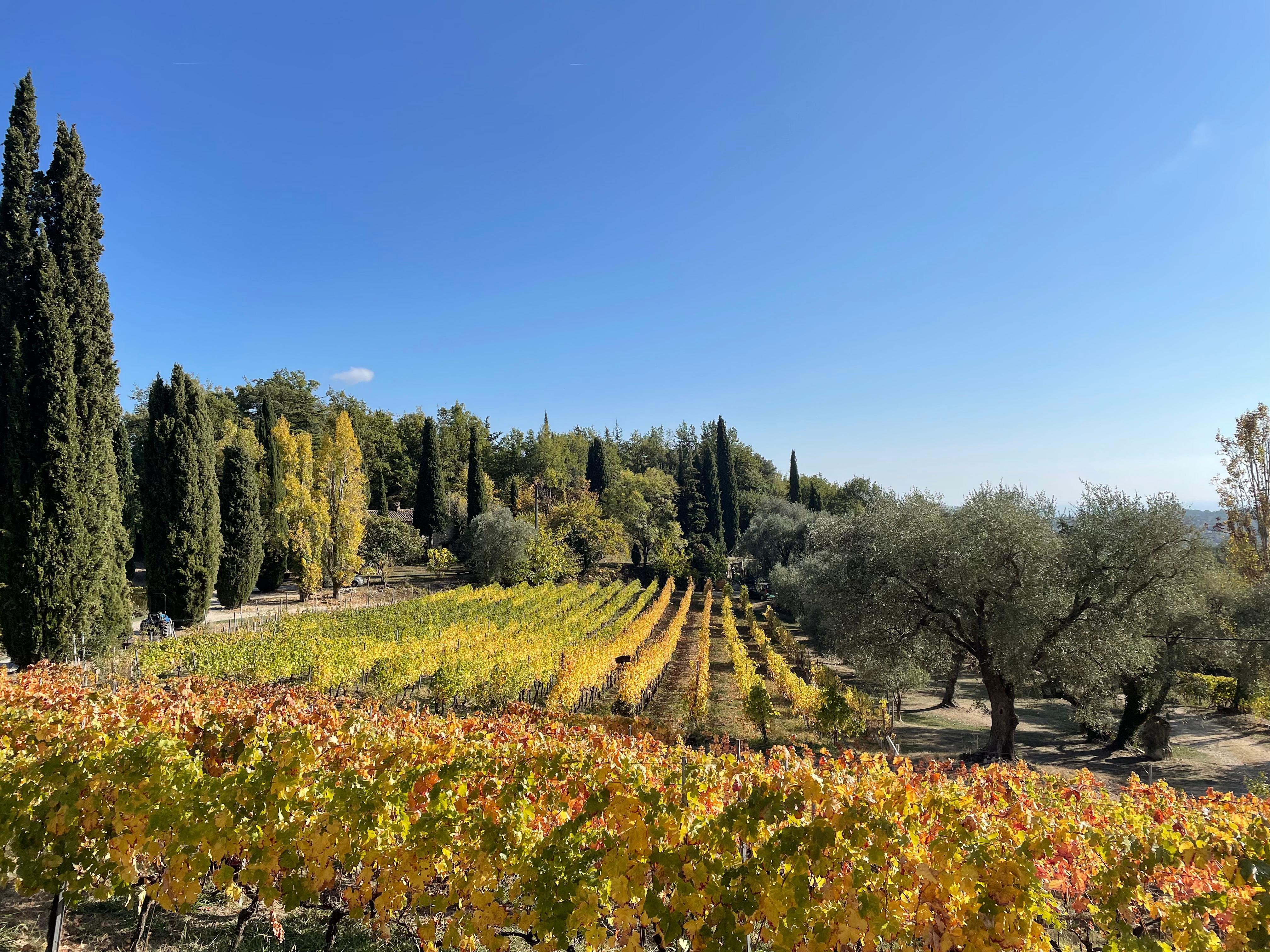 Full-Day Côtes de Provence Wine Discovery