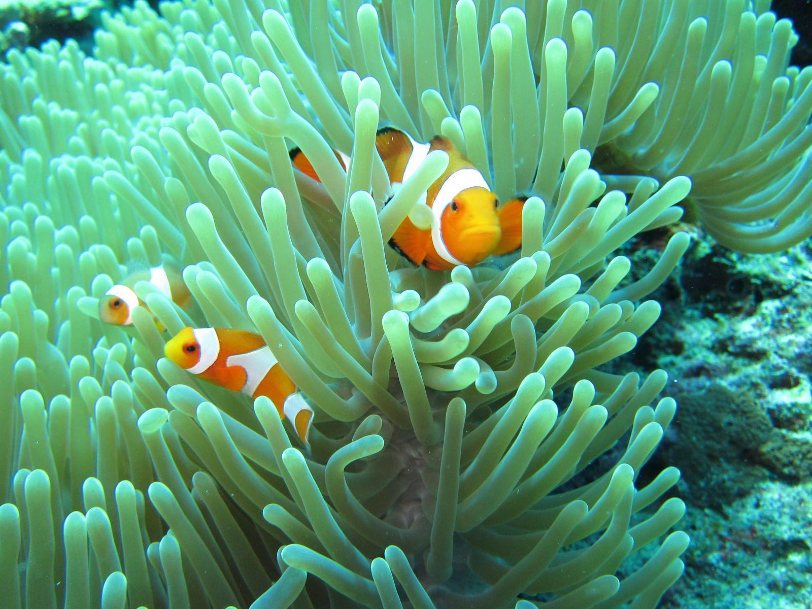 Menjangan Island Snorkeling Adventure