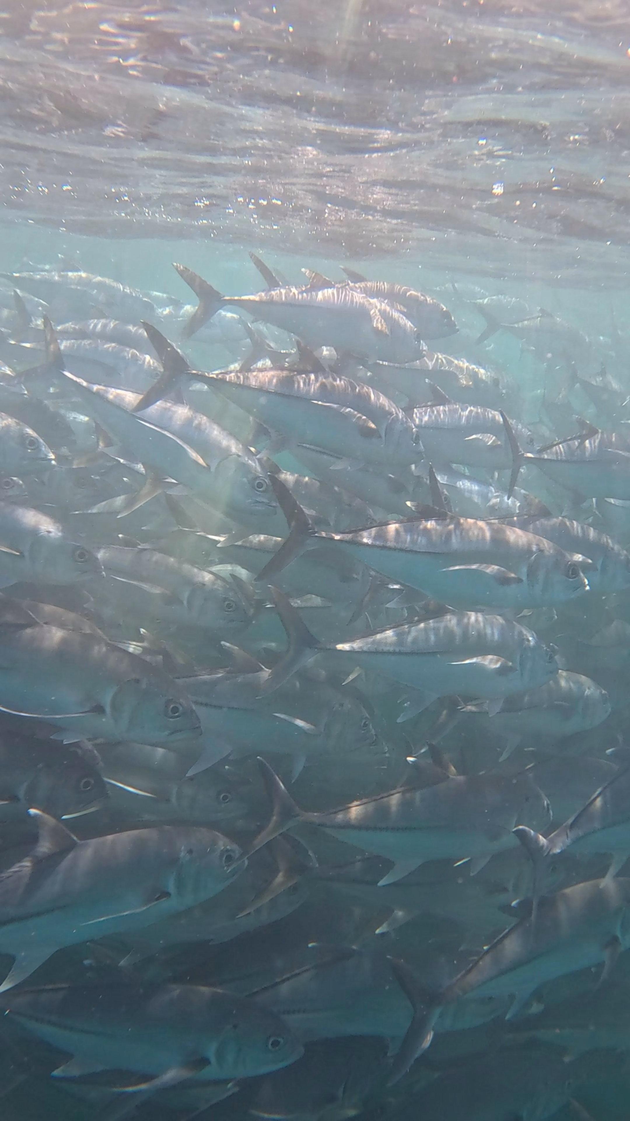 Cabo Pulmo Snorkeling Adventure