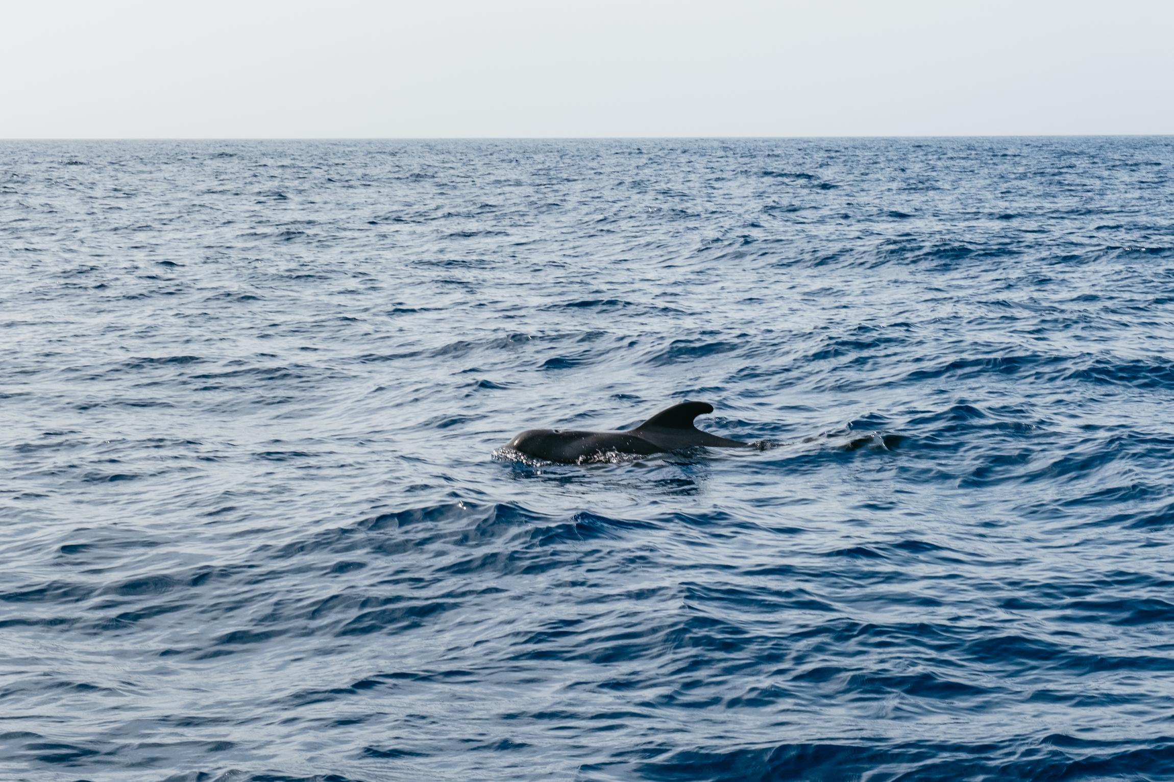 Eco-Friendly Whale & Dolphin Catamaran Cruise in Costa Adeje