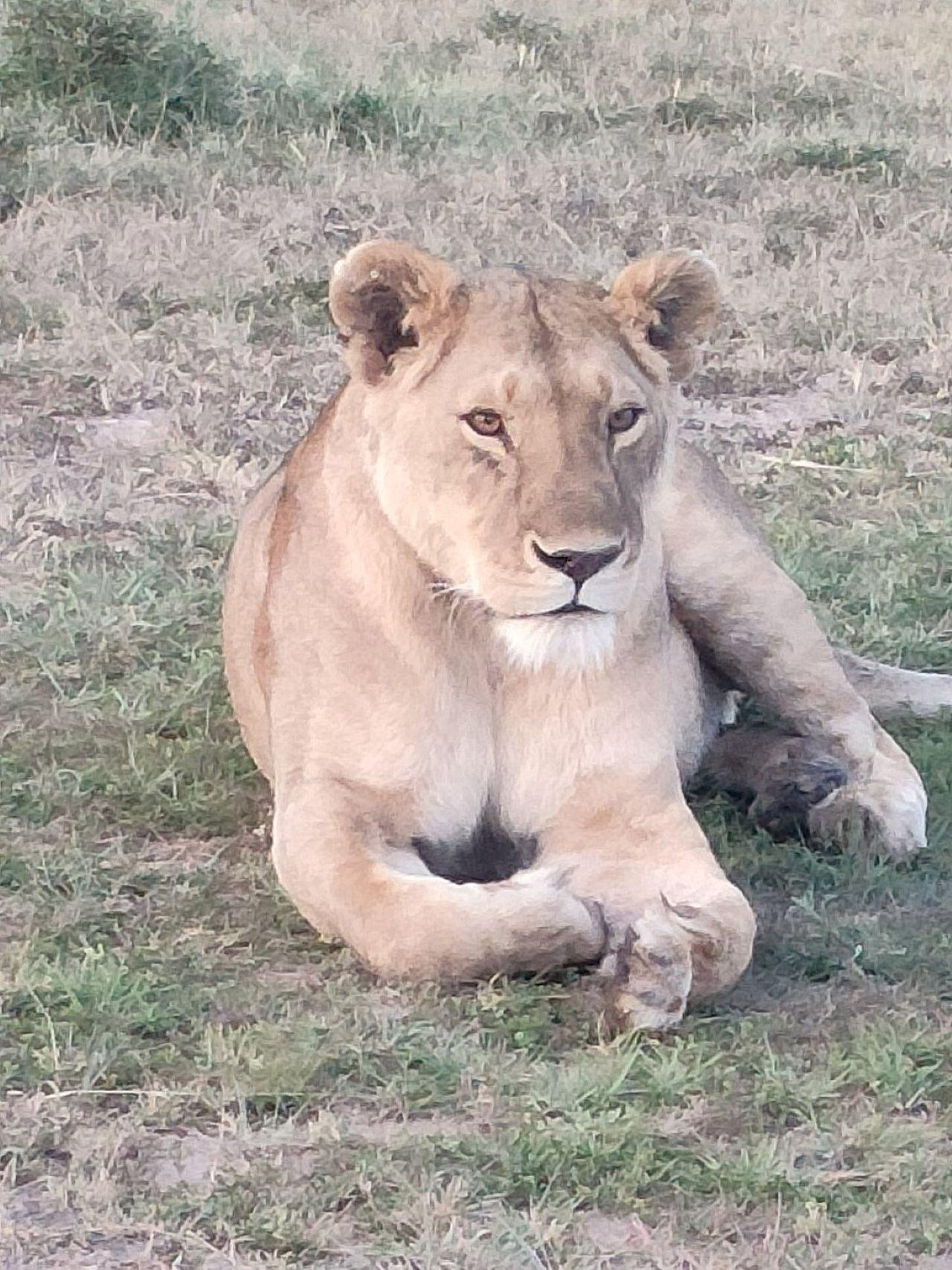 3-Day Maasai Mara Shared Jeep Safari from Nairobi