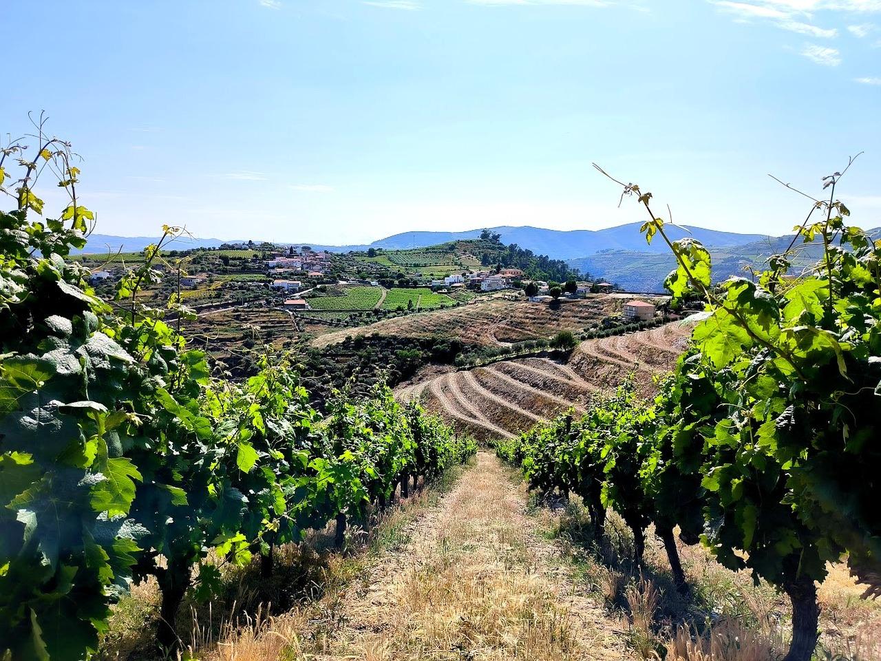 Douro Valley Private Wine Tour: Two Exclusive Family Quintas
