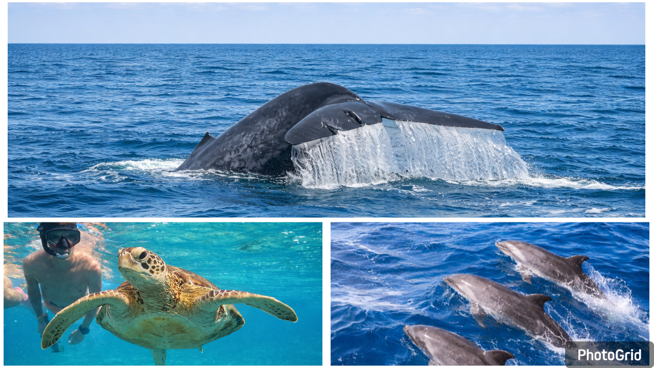 Trincomalee Marine Safari: Whale Watching & Navy Island Snorkeling