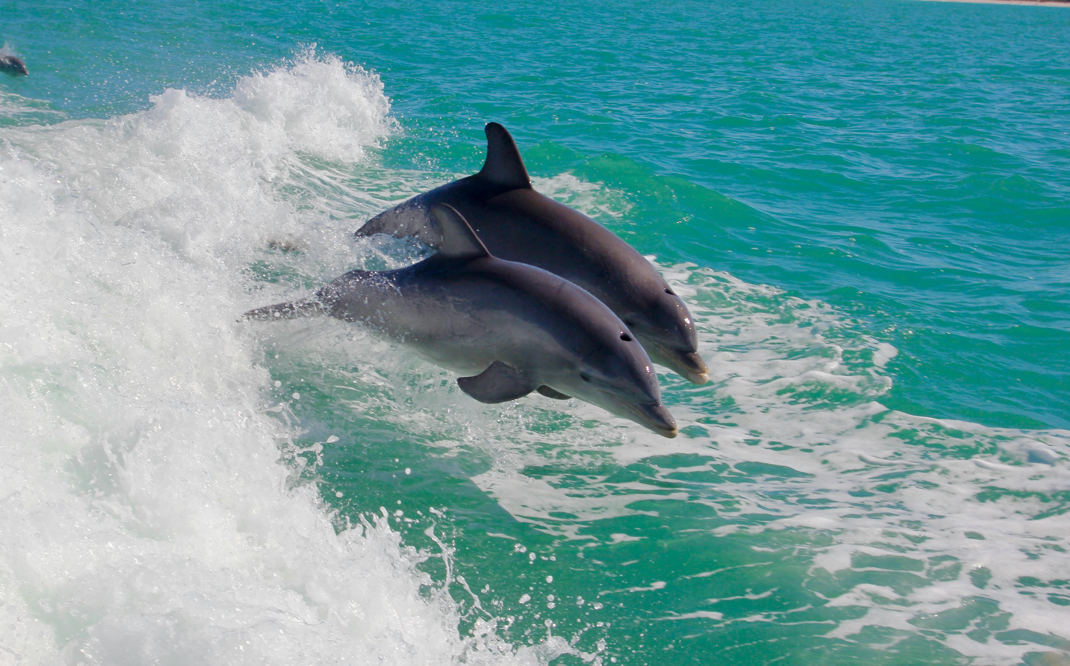 Private Sunset Dolphin Cruise