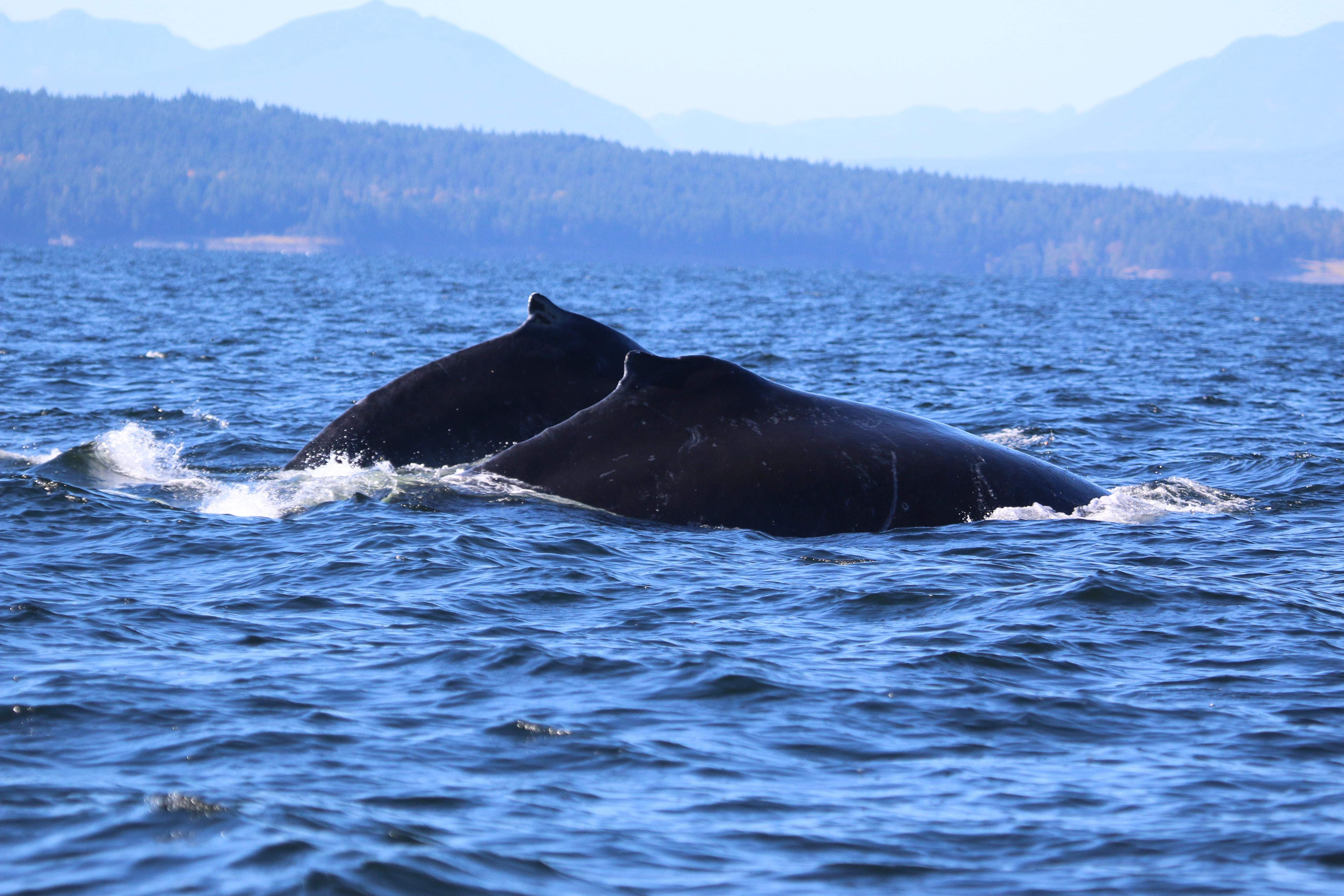 Steveston Whale Watching Expedition