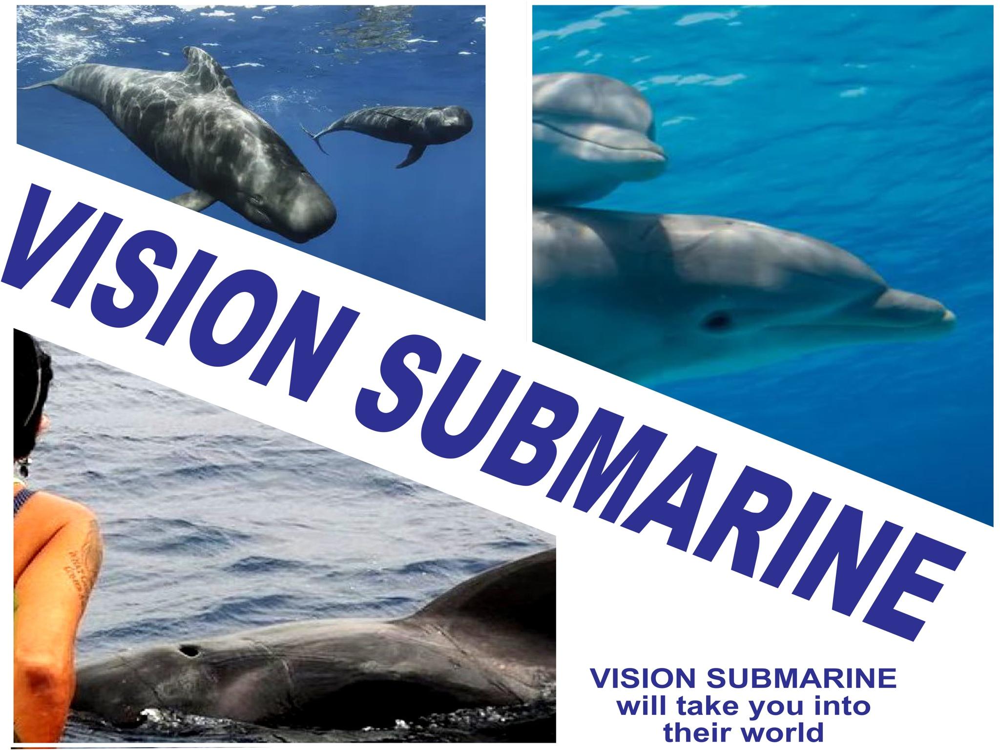 Tenerife Eco-Friendly Whale & Dolphin Catamaran Safari