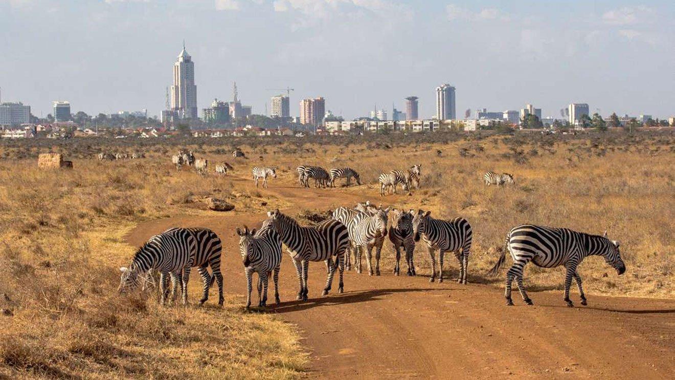 Nairobi Elephant & Giraffe Sanctuary Half-Day Excursion