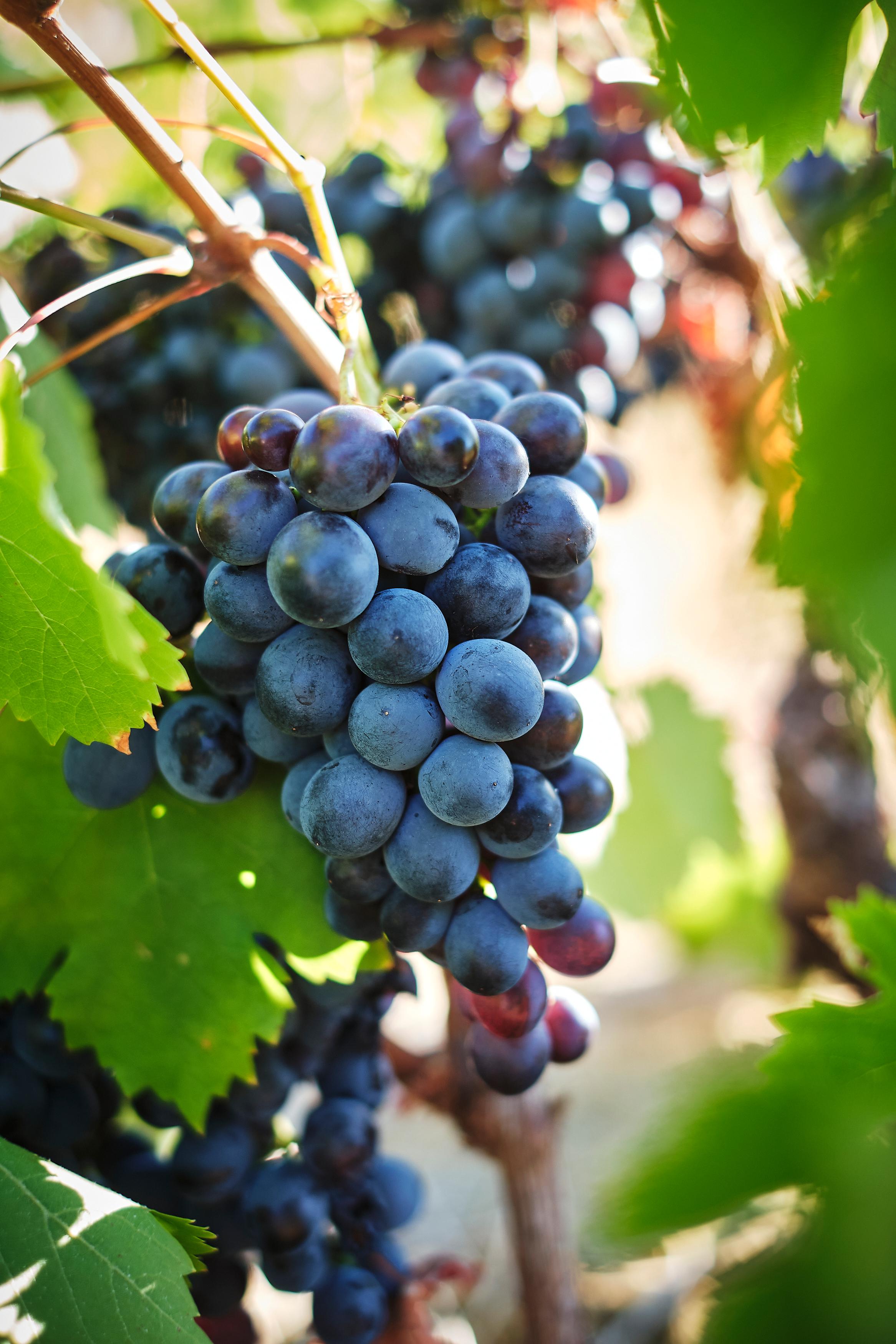 Cape Town Winelands Full-Day Tour: Tastings, Lunch & Cellar Visits