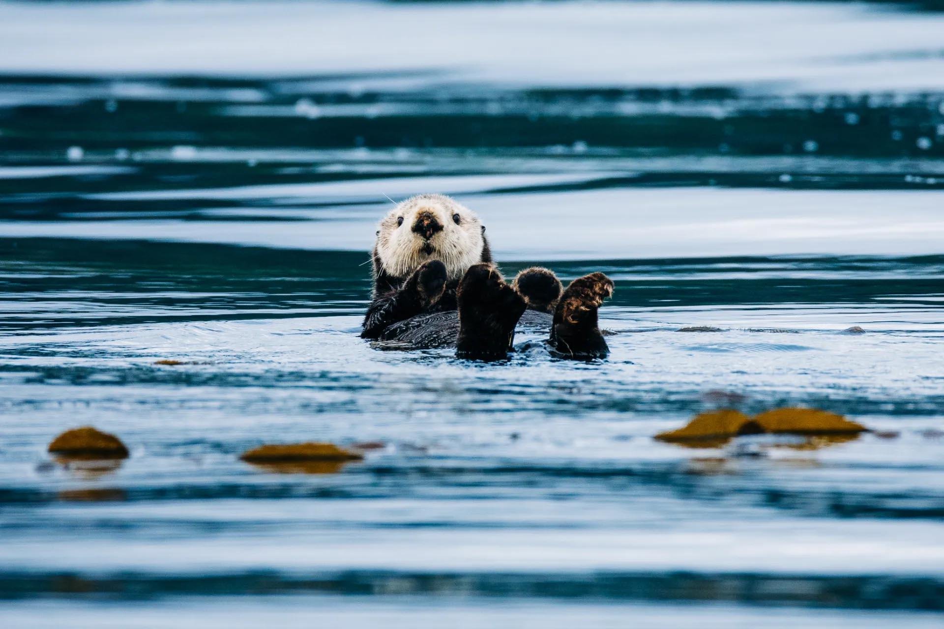 Sitka Wildlife & Whale Watching with Naturalist Guide