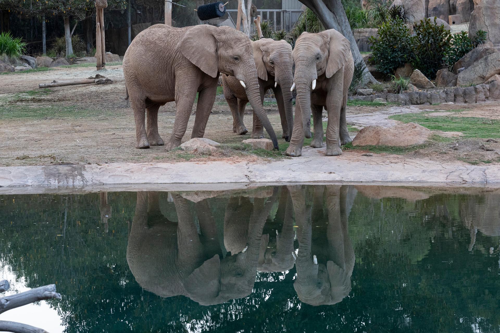 San Diego Zoo admission — animals and habitats in Balboa Park, San Diego — photo 14