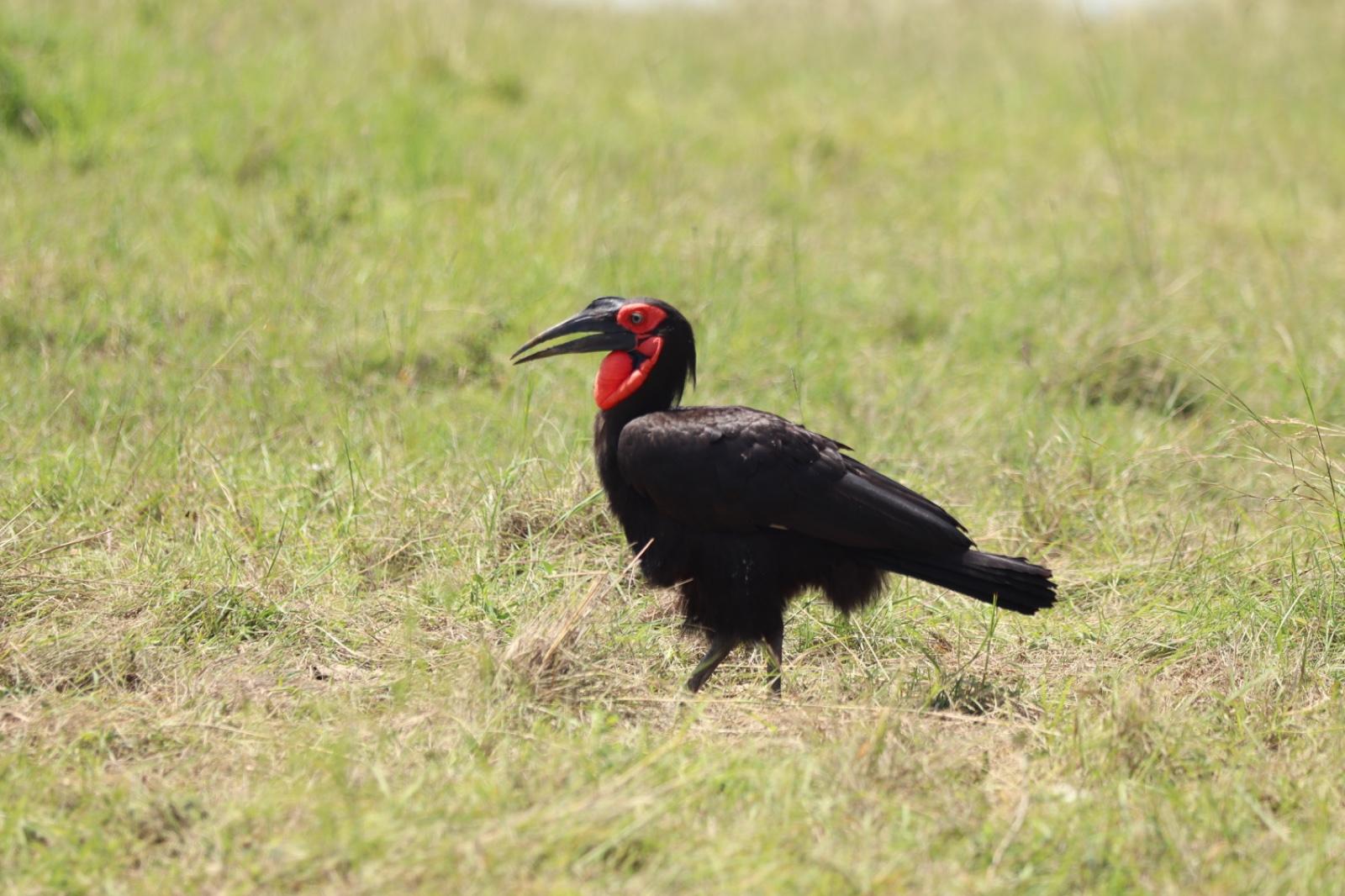 Maasai Mara Express: 1-Day Safari from Nairobi