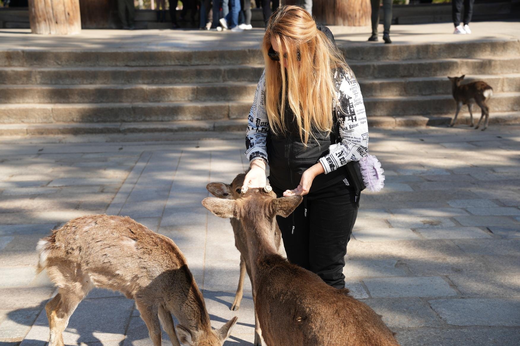 Kansai Triple-City Exploration: Nara, Osaka, and Kobe from Kyoto