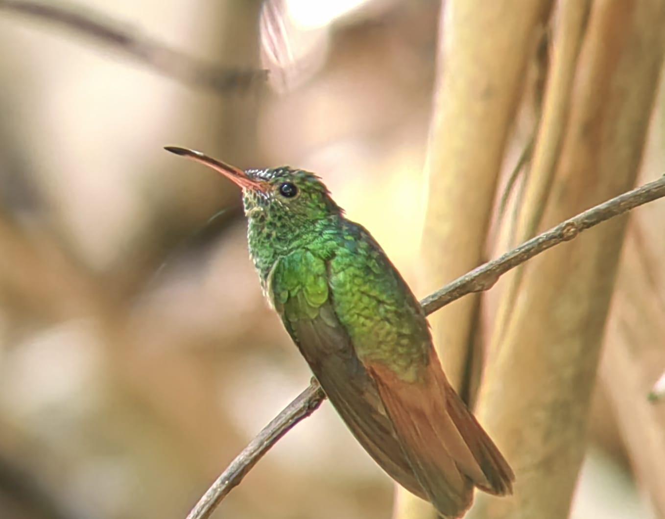 Manuel Antonio National Park: Wildlife Guided Tour with Entrance Fee