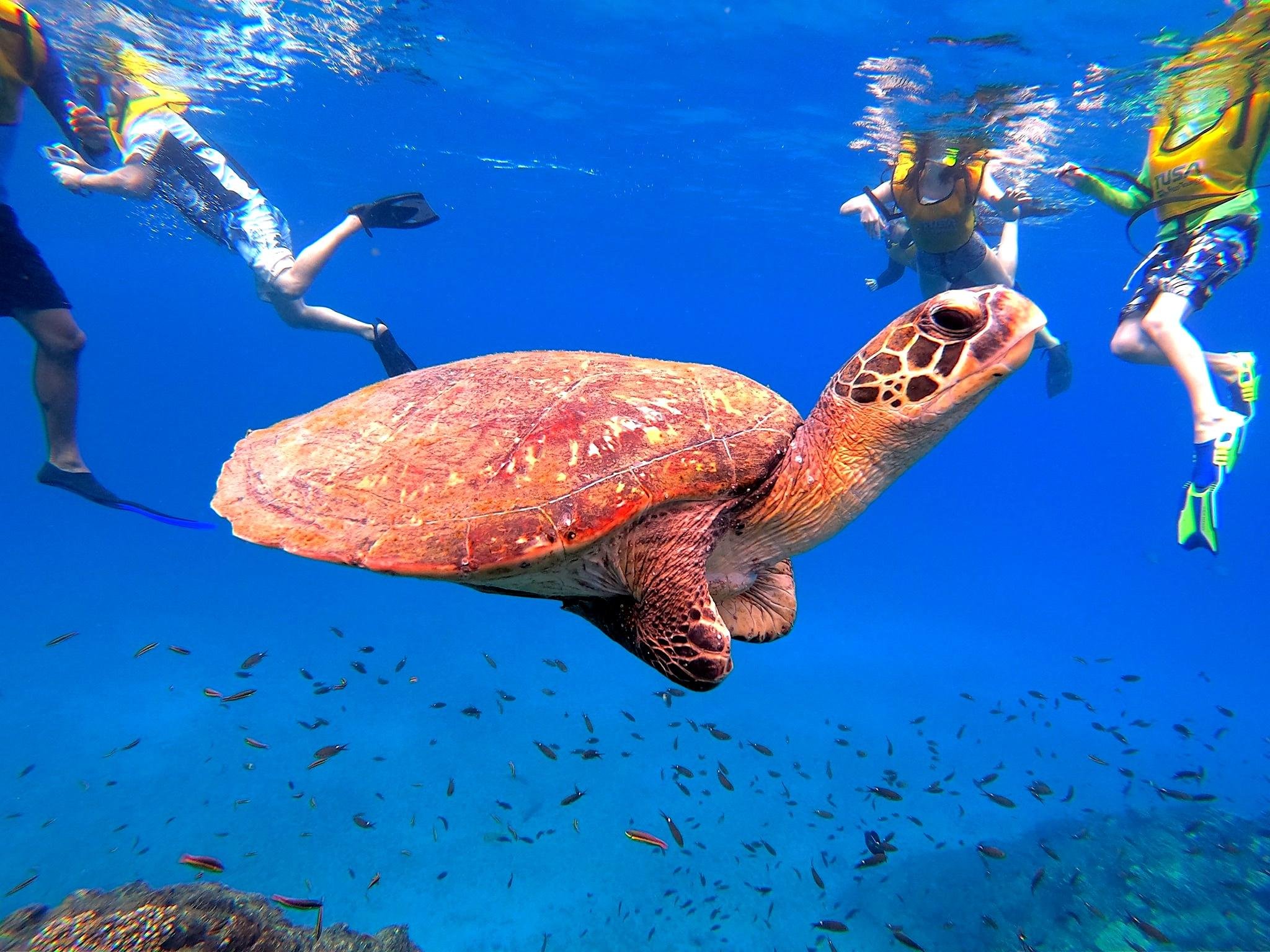 Caño Island Snorkeling Adventure from Uvita