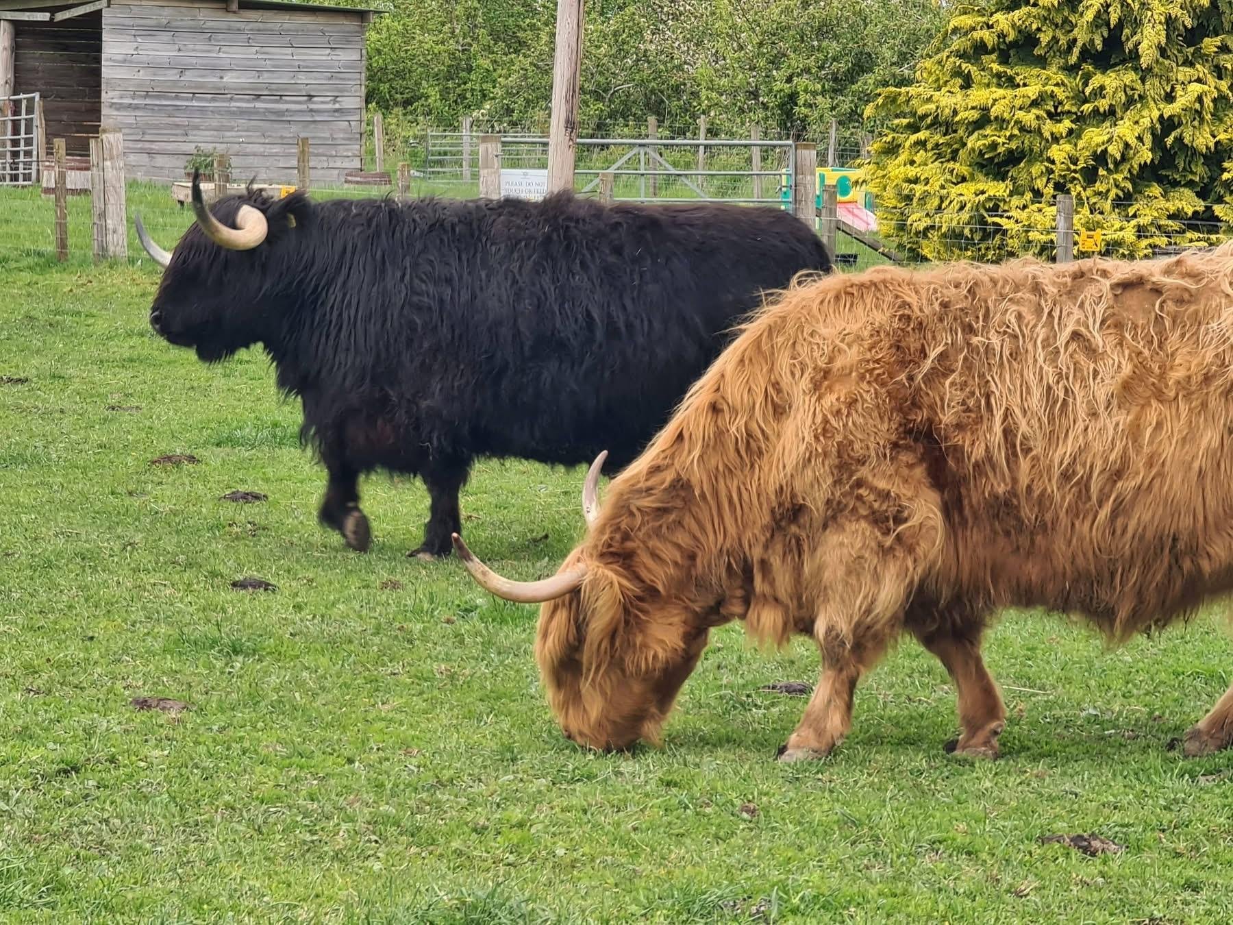 Loch Ness, Culloden Battlefield & Urquhart Castle Day Trip