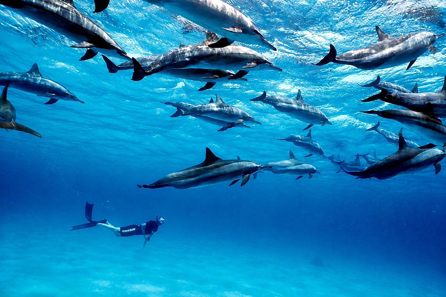 Mnemba Island Snorkeling & Dolphin Encounter