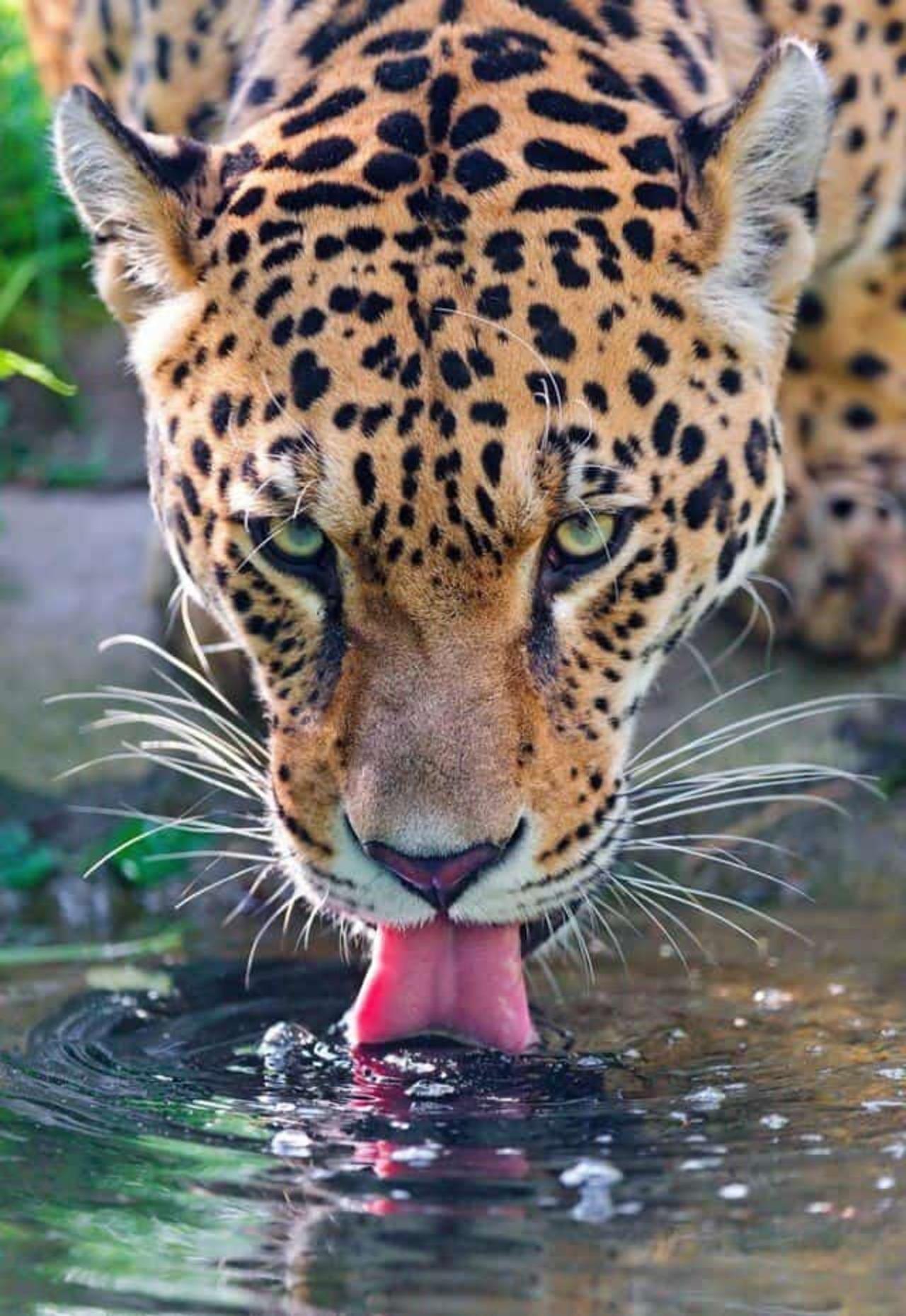 Nairobi National Park Half-Day Wildlife Safari