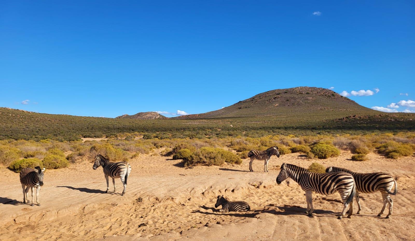 Cape Town Big Five Sunset Safari with Buffet & Hotel Transfers