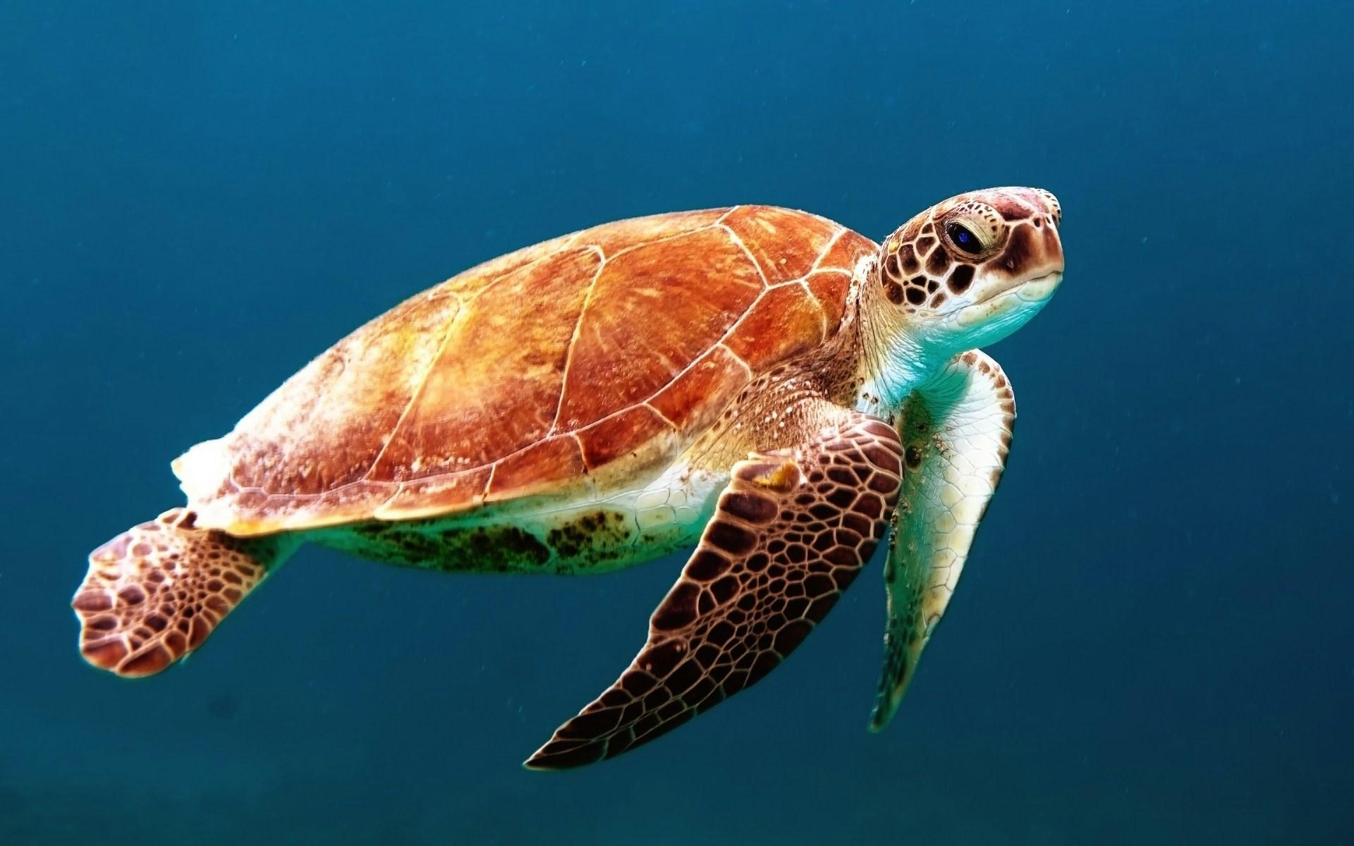 Iguana Islands & Mangrove Kayak Eco-Tour