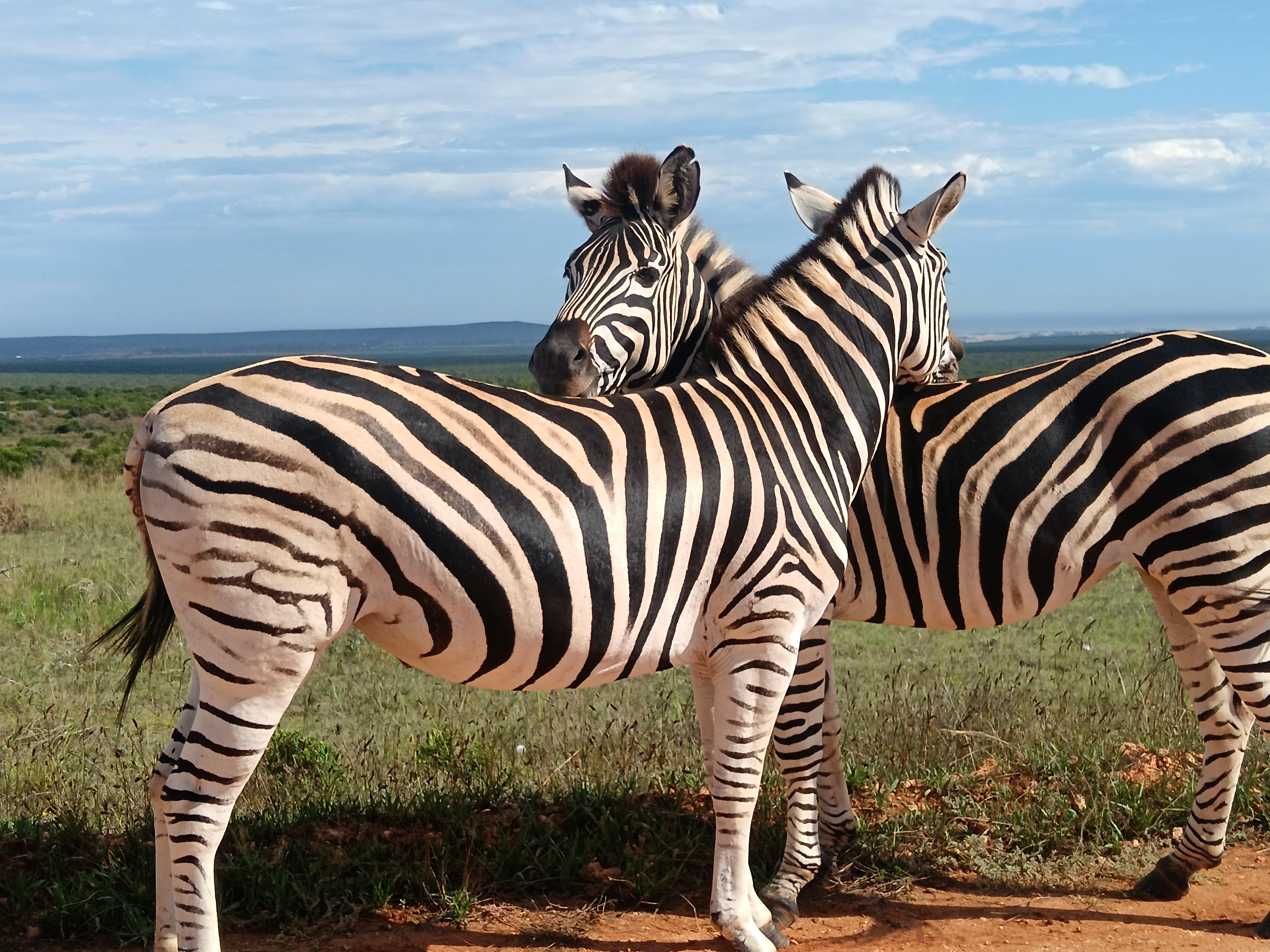 Private Addo Elephant Park Safari from Port Elizabeth