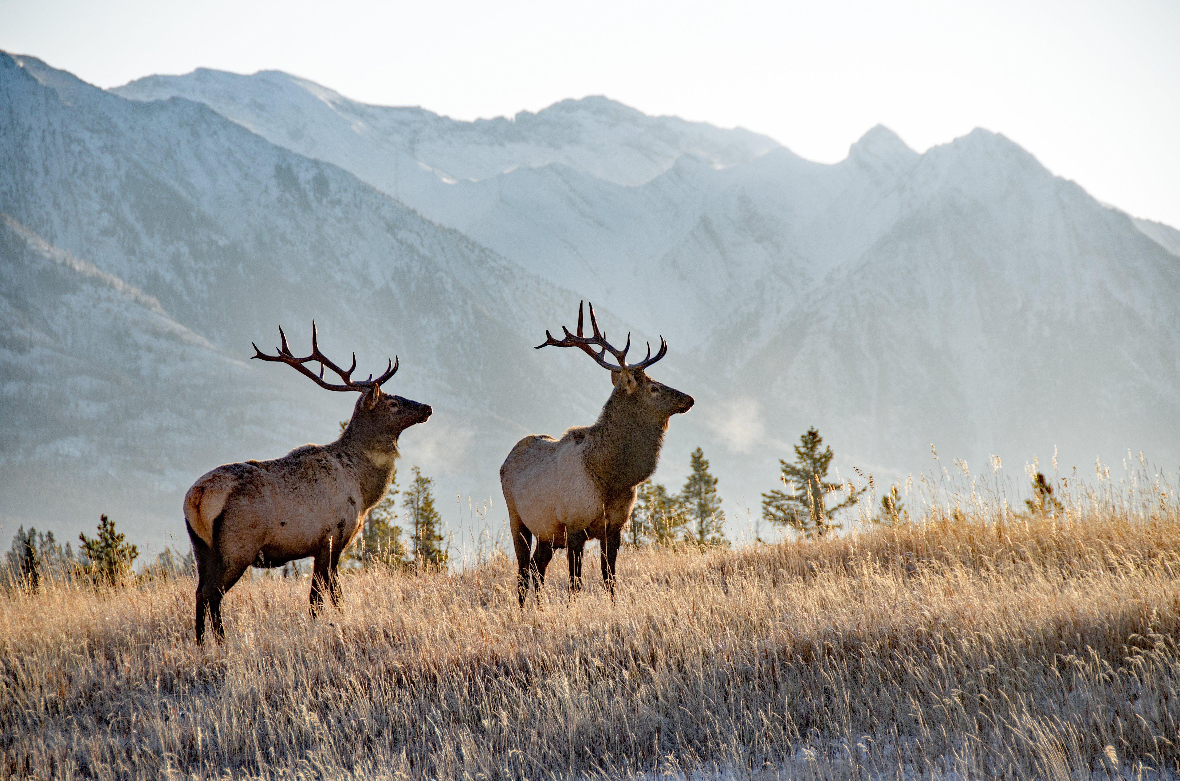 Banff Evening Sunset & Wildlife Tour