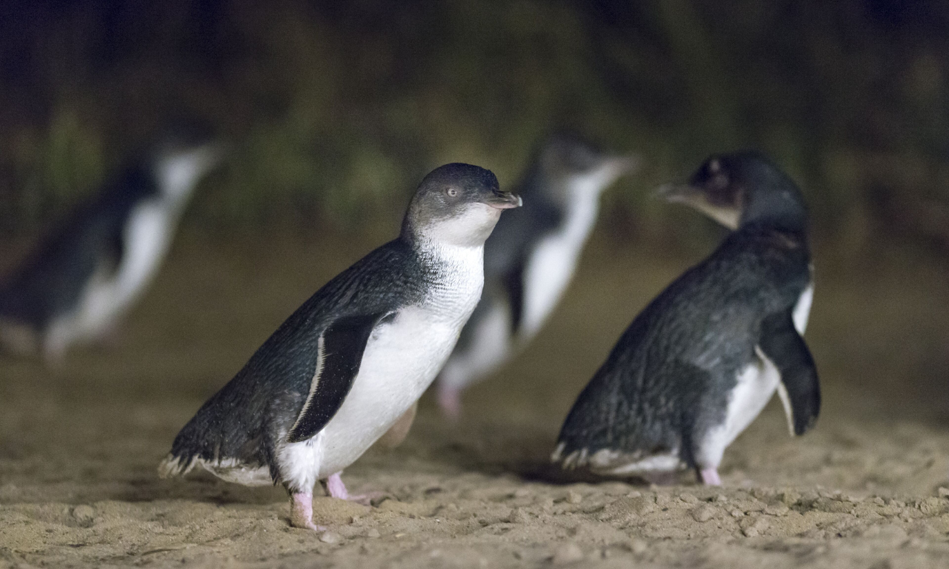 Phillip Island Penguin Parade Afternoon Express from Melbourne