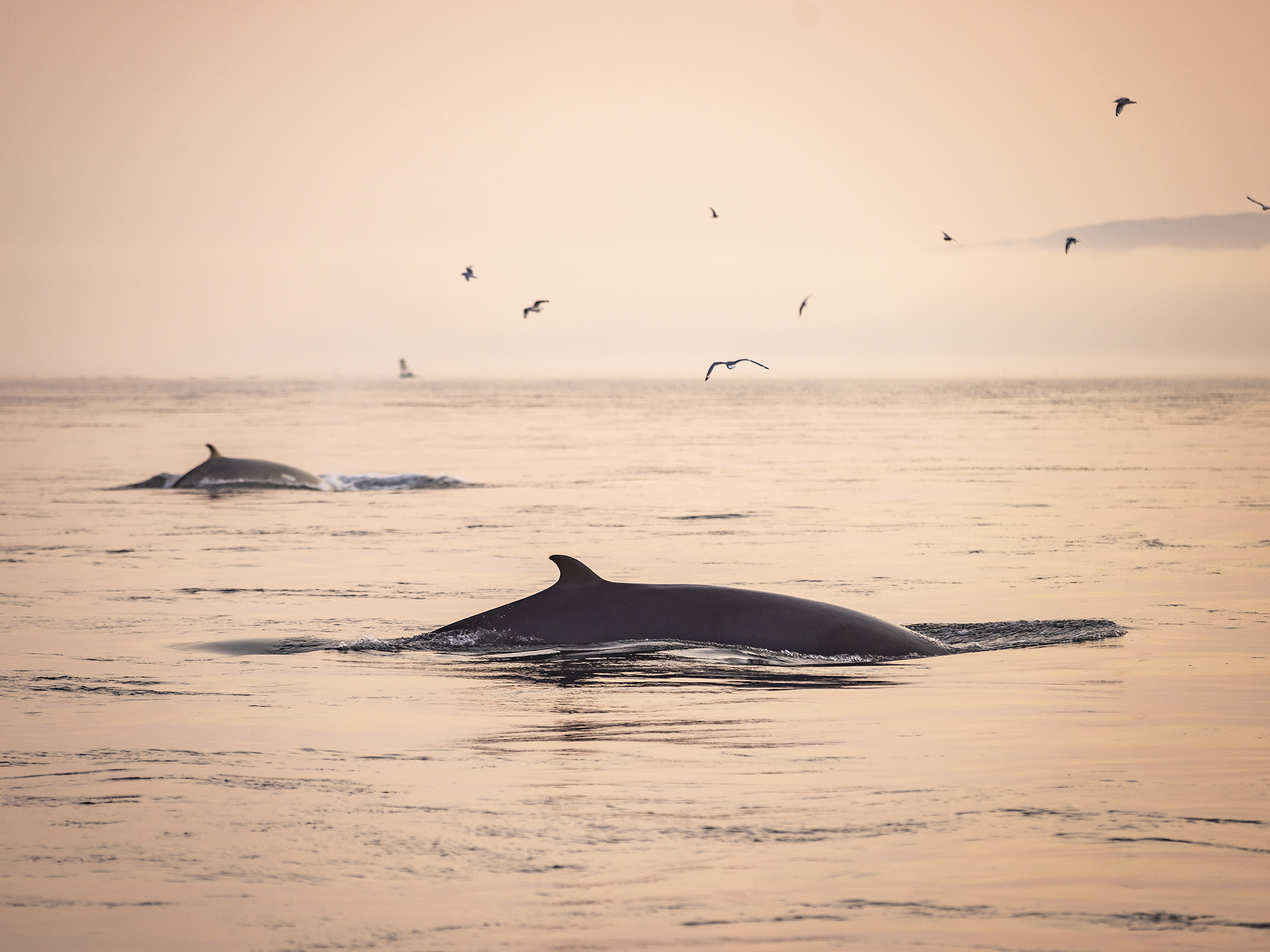Tadoussac Whale Watching & Saguenay Fjord Cruise