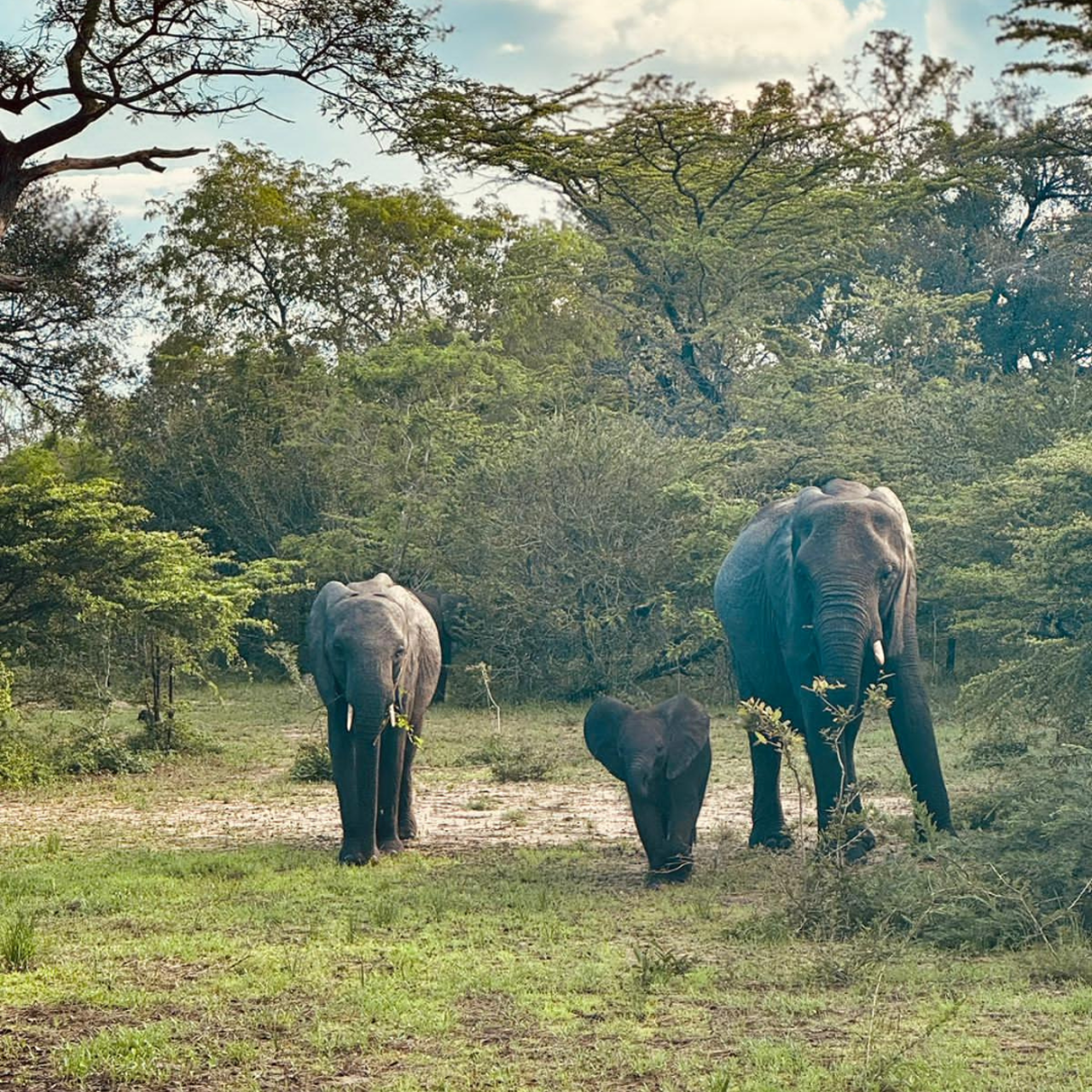 Zanzibar to Selous: Full-Day Safari with Bush Lunch (+ 2-Day Option)