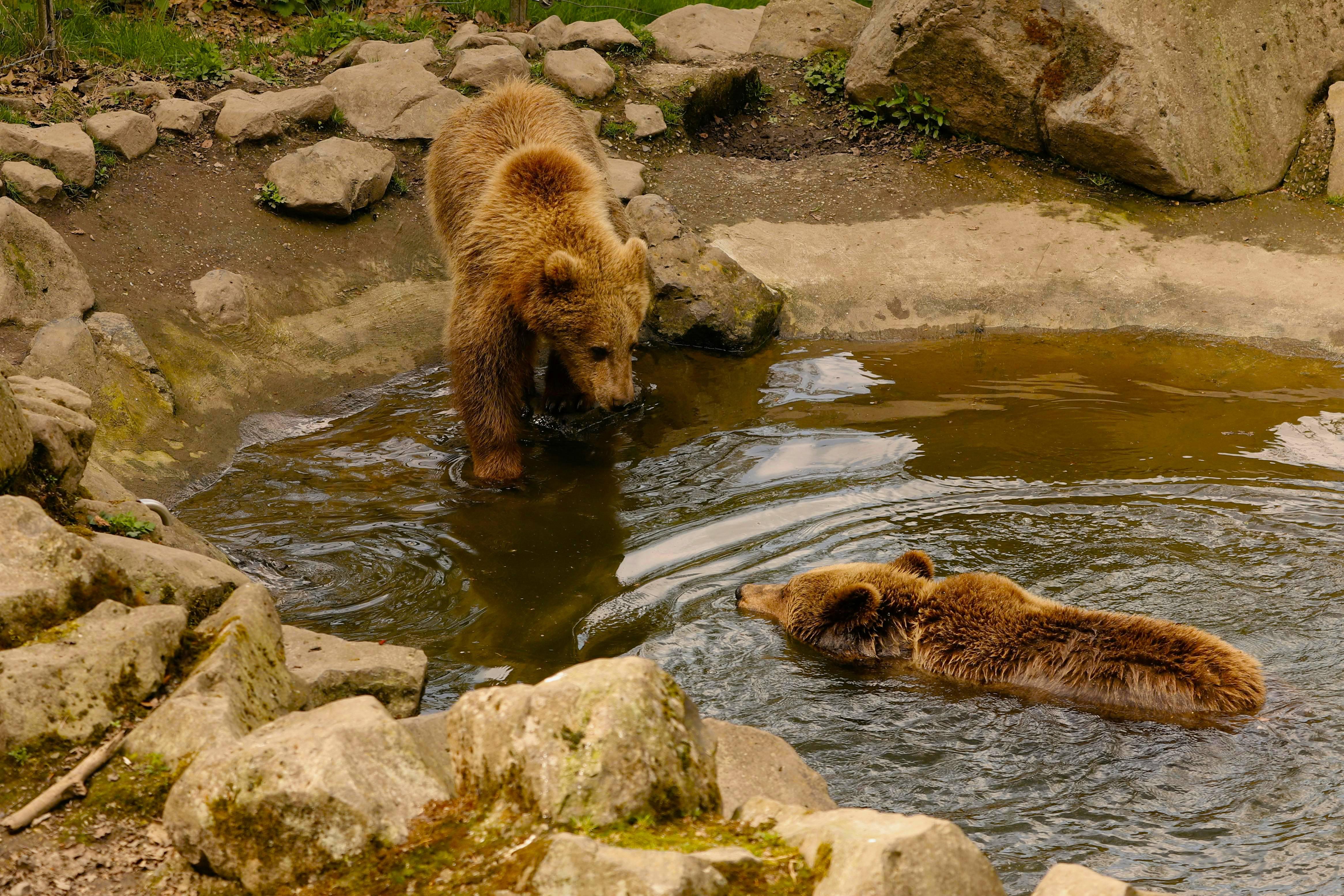 Transylvania Highlights: Bran Castle, Bear Sanctuary & Brasov