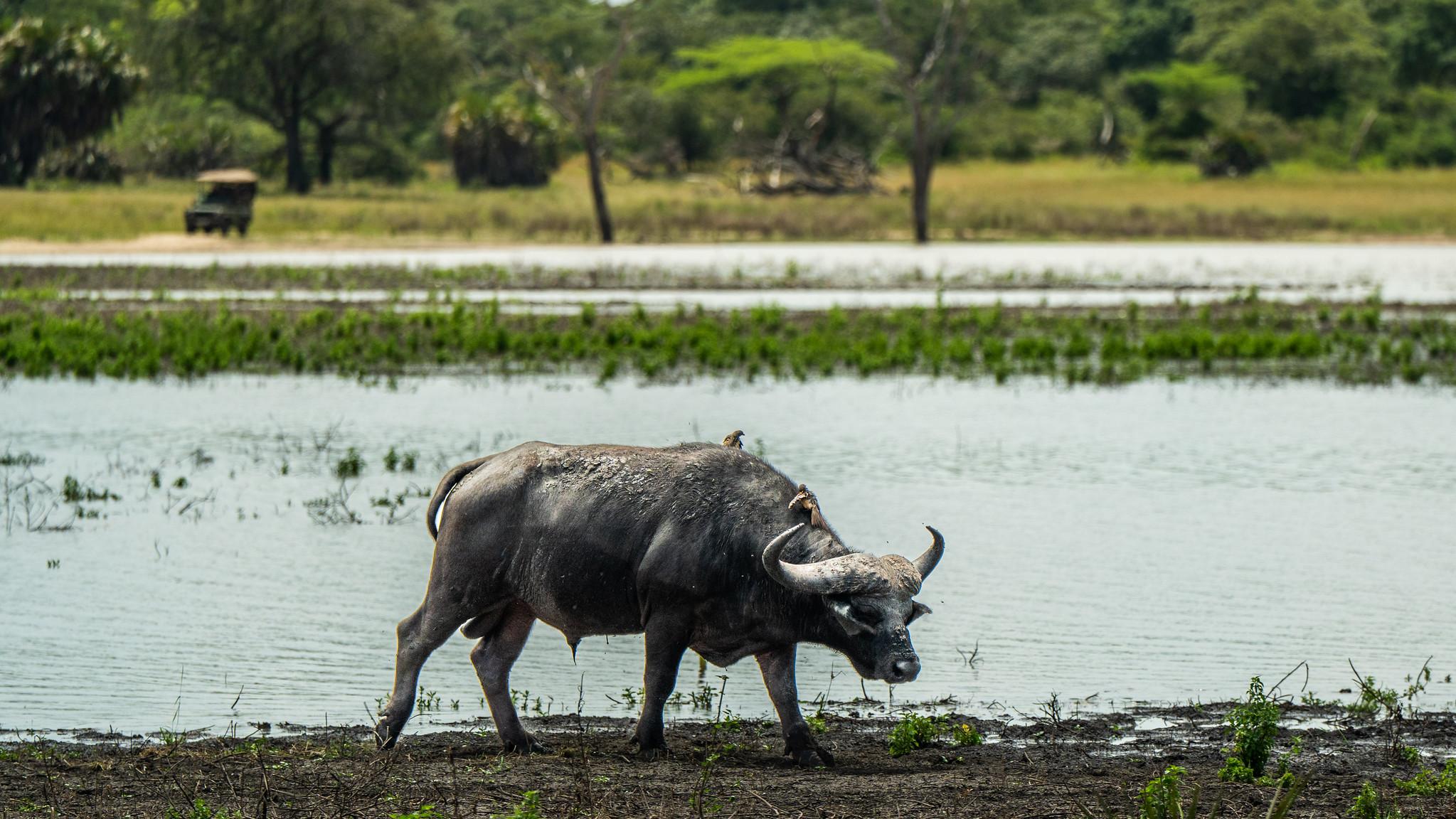Zanzibar to Selous: Full-Day Safari with Bush Lunch (+ 2-Day Option)
