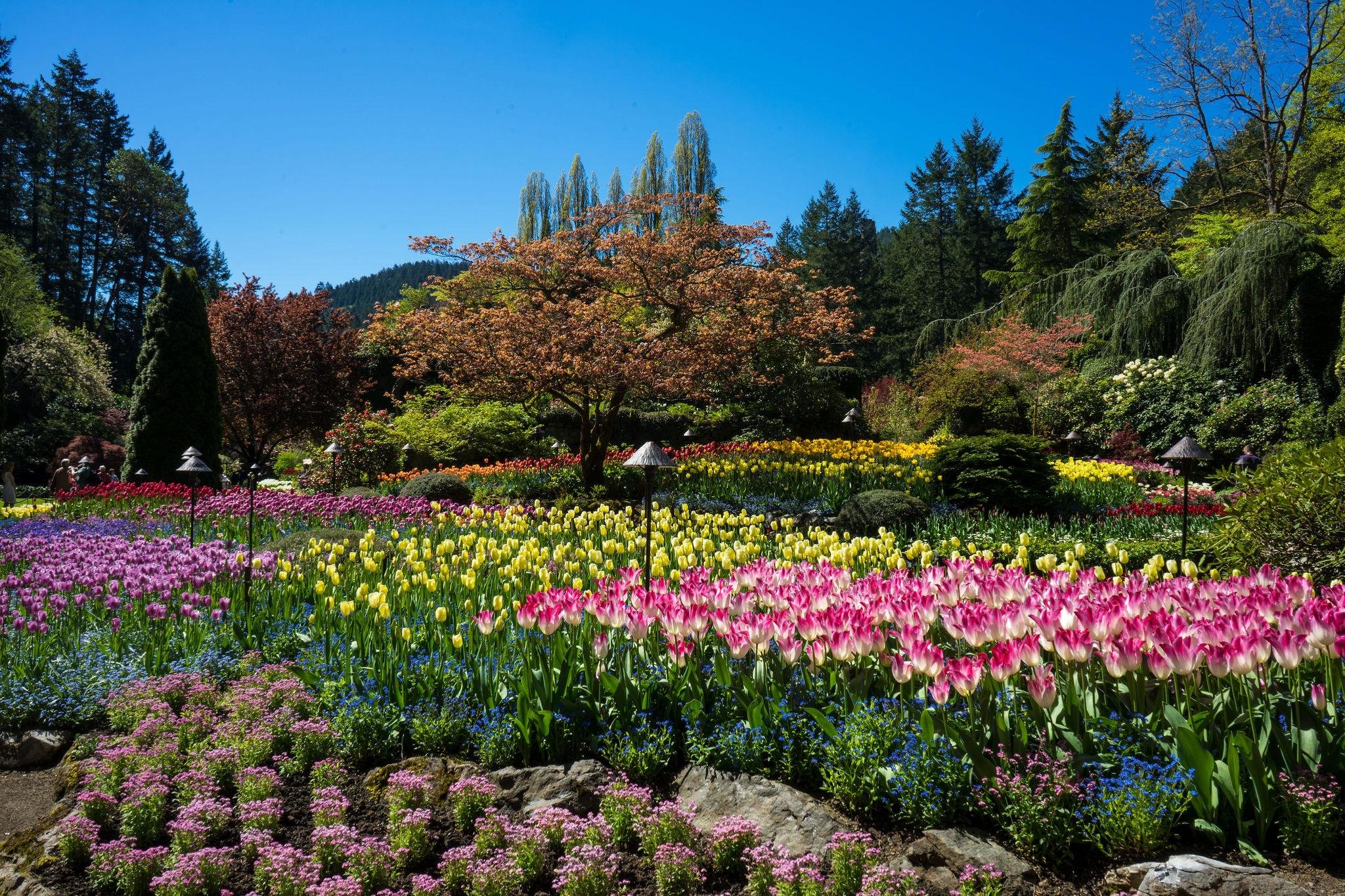 Butchart Gardens — the Sunken Garden, Rose Garden and Japanese Garden — image 8