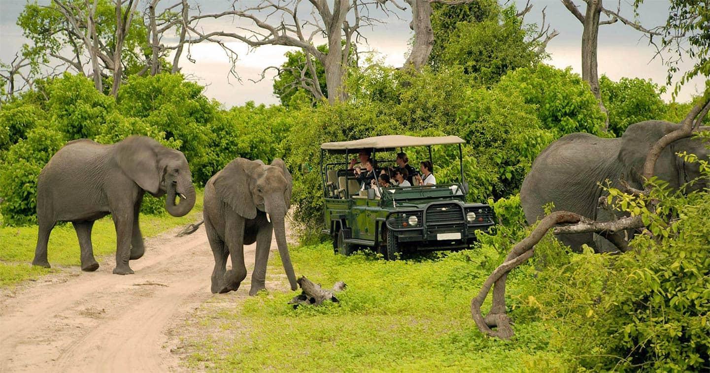 Chobe National Park Safari: Land & River Experience