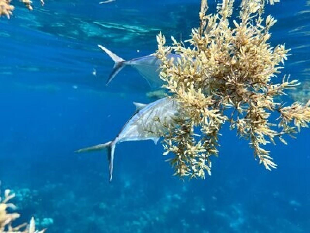 Catalina Island Snorkeling & Chavon River Day Tour from Punta Cana