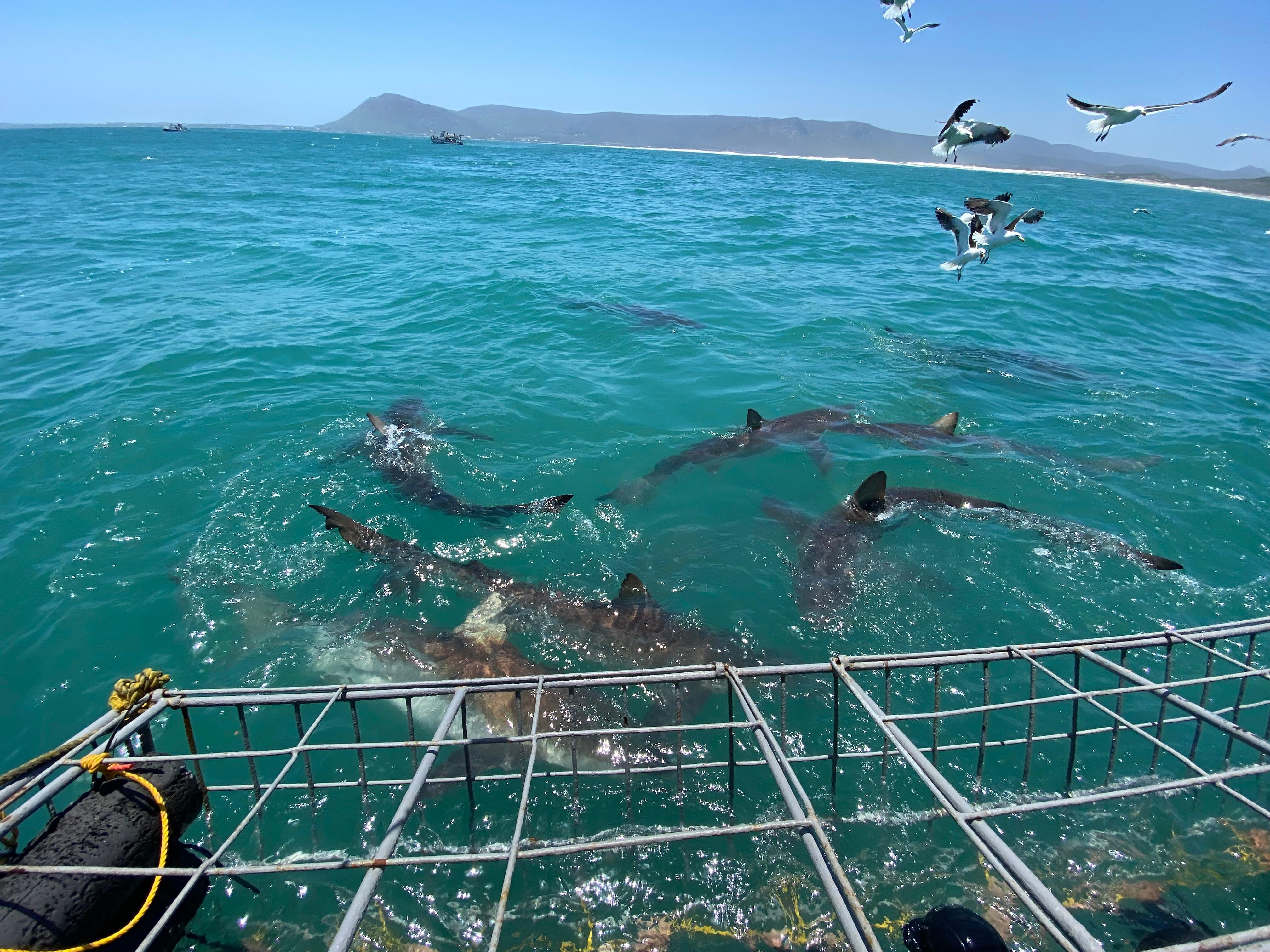 Shark Cage Diving from Cape Town or Hermanus – White Shark Projects