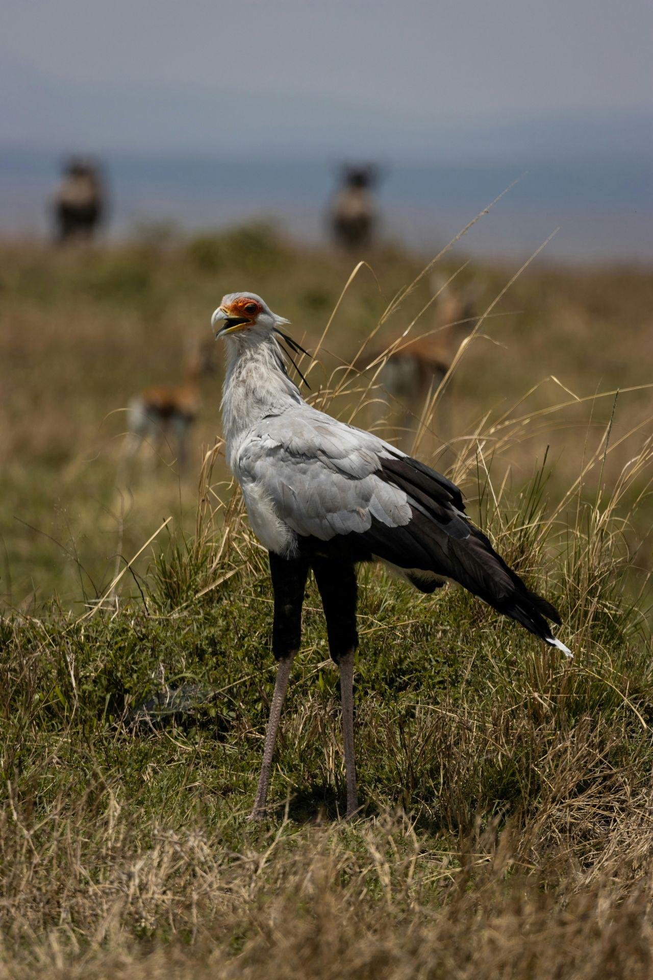 3-Day Maasai Mara Shared Jeep Safari from Nairobi