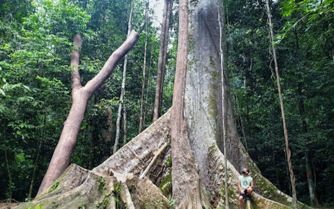 3-Day Taman Negara Rainforest Adventure from Kuala Lumpur