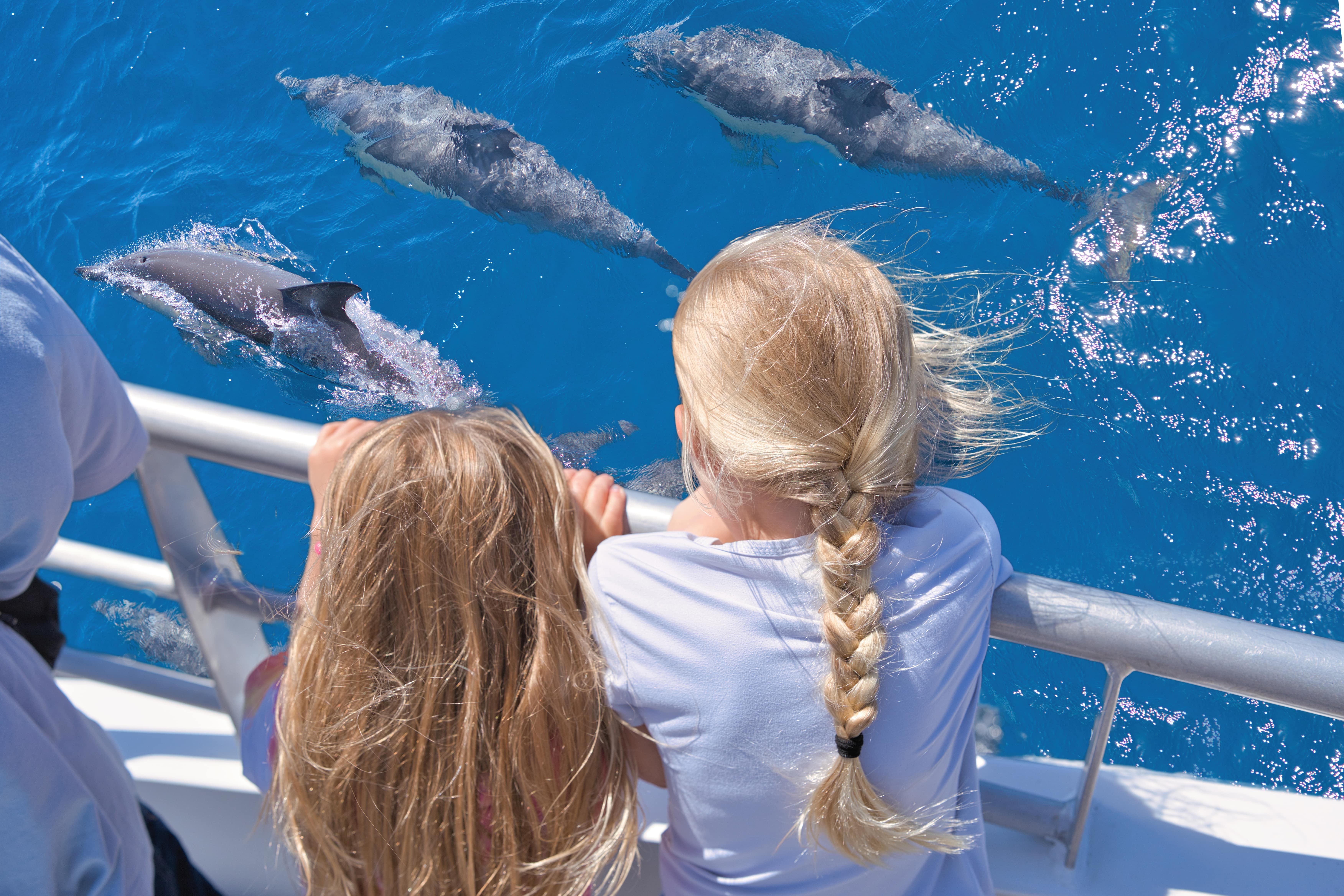Hauraki Gulf Wildlife and Islands Cruise from Auckland