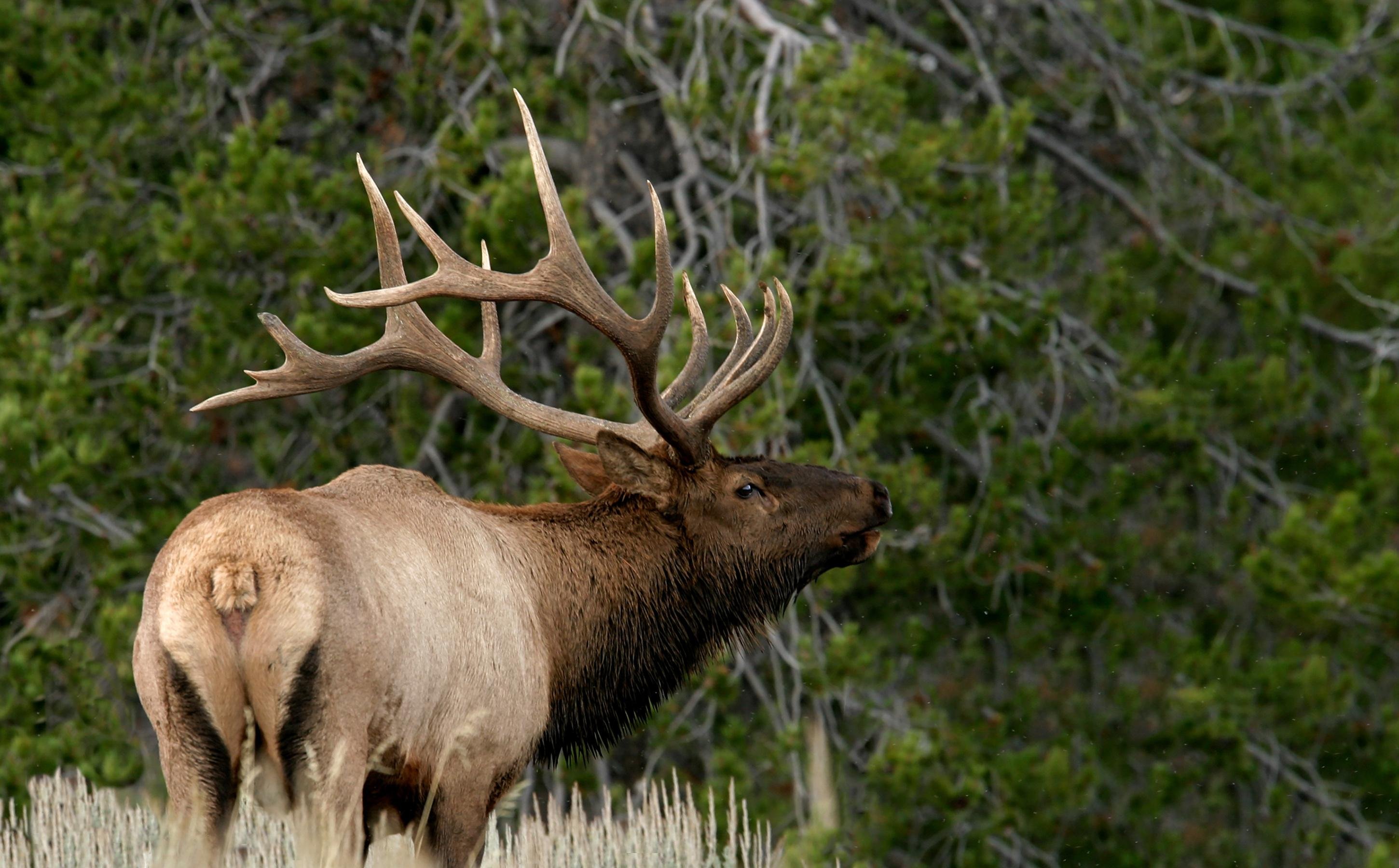 Grand Teton Half-Day Wildlife Safari & Sightseeing Tour
