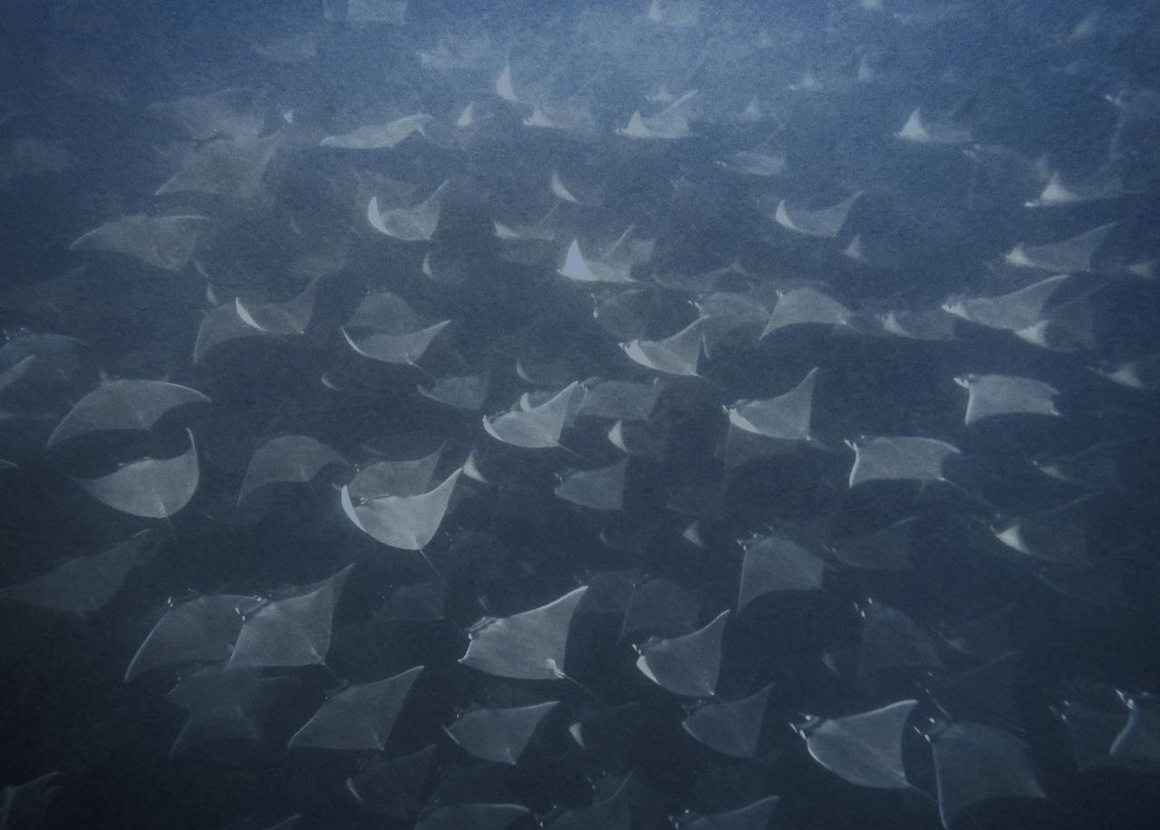 Cabo Pulmo Snorkeling Adventure