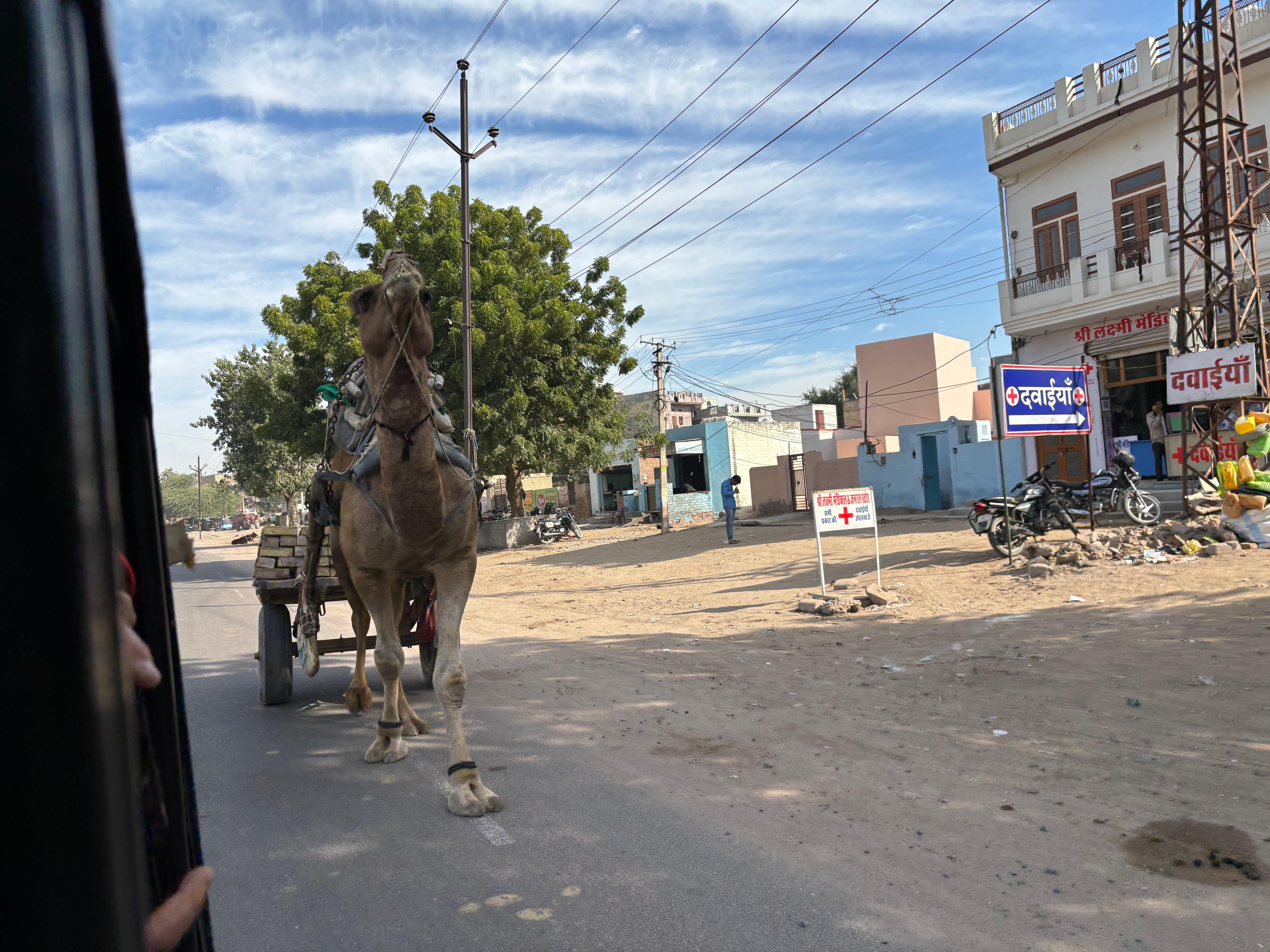 Jodhpur Authentic Street Food Walking Tour