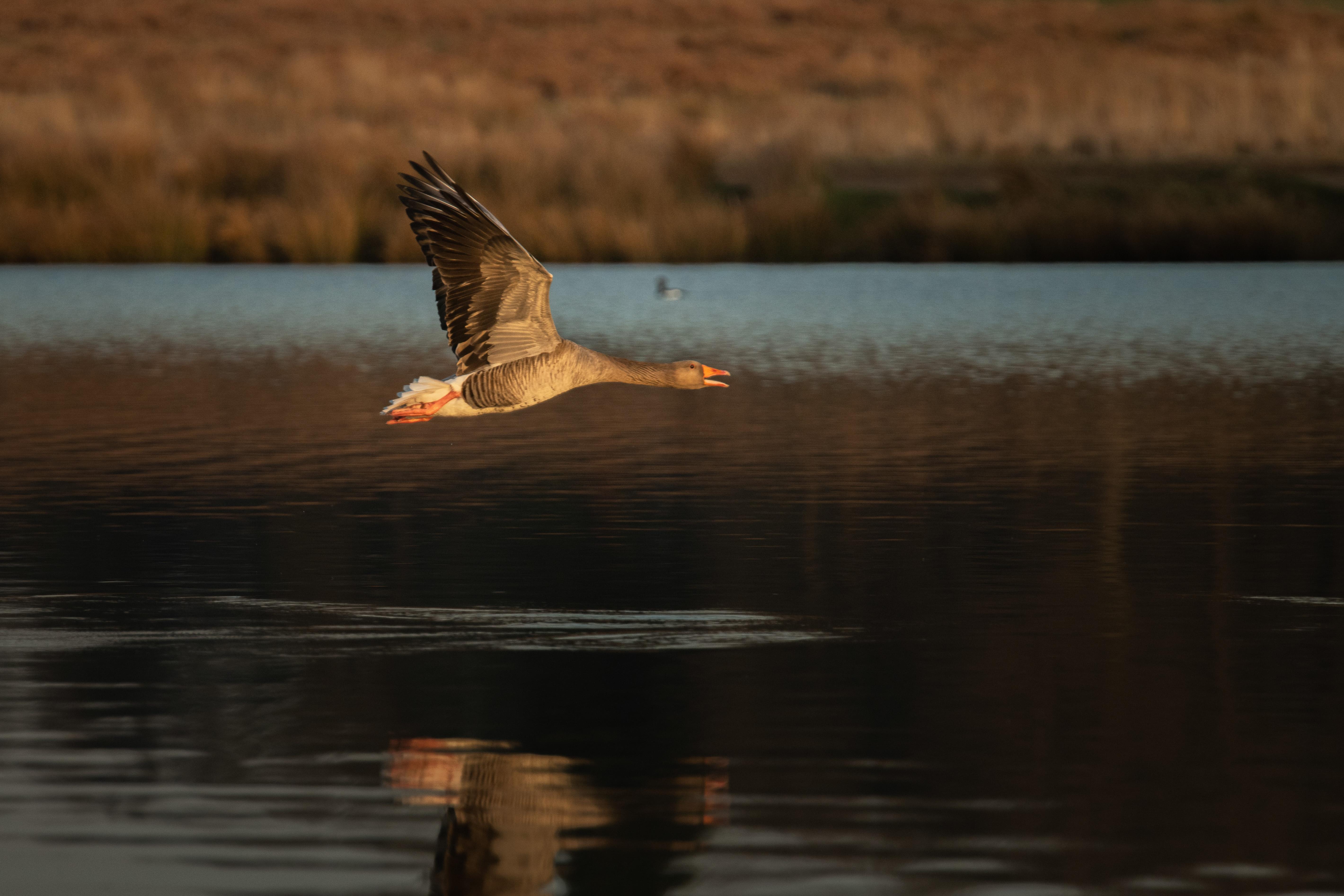 Sunset Wildlife Photography Workshop in Richmond Park