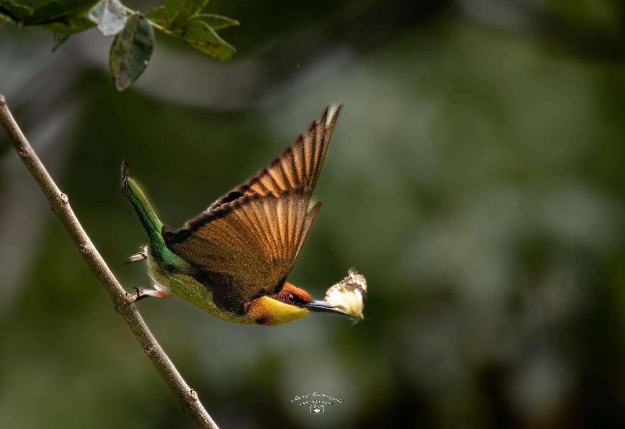 Minneriya National Park Wildlife Safari from Sigiriya