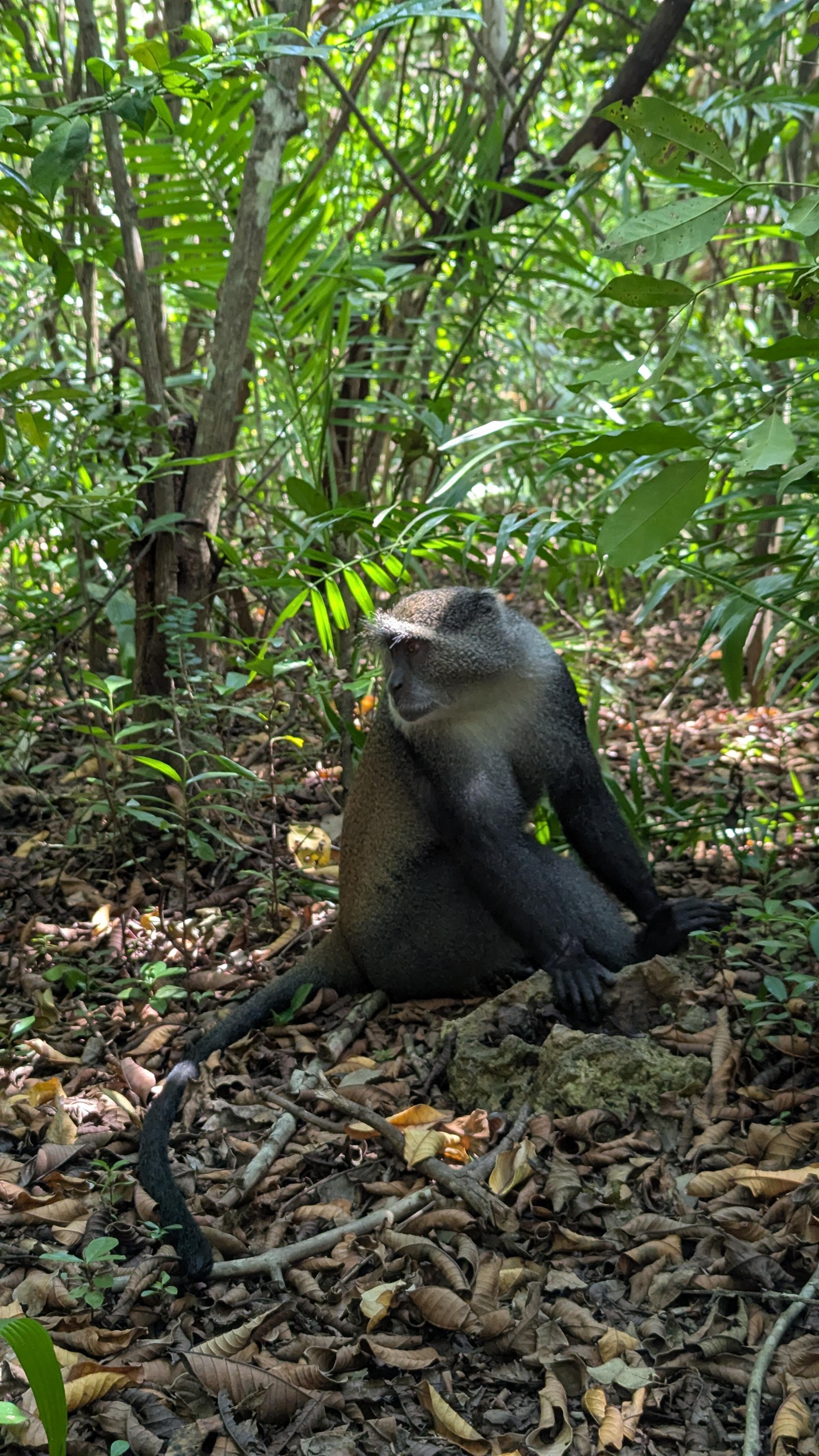 Zanzibar: Jozani Forest & Salaam Cave Sea Turtle Tour