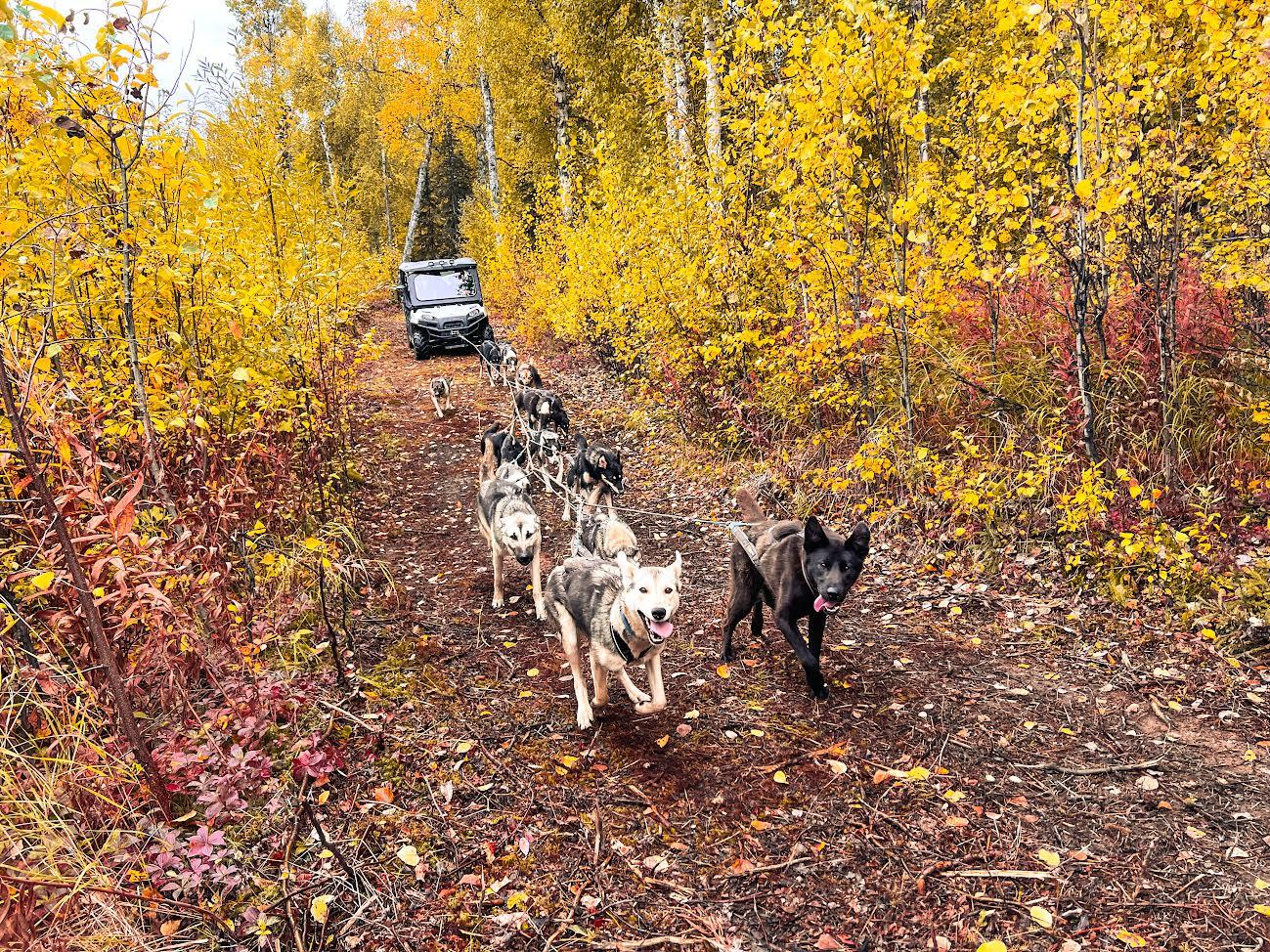Dryland Dog Sledding & Kennel Experience