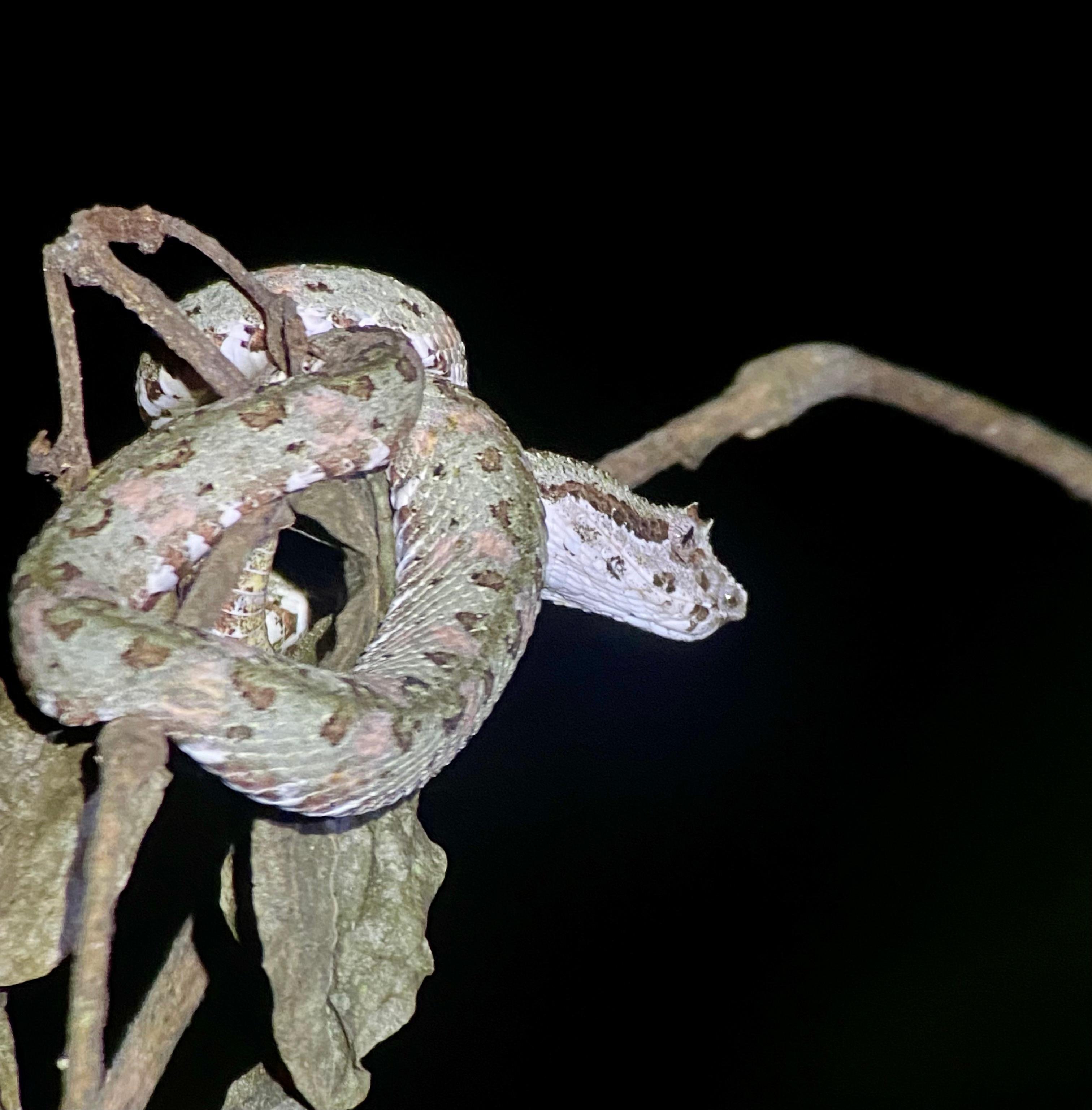Manuel Antonio Night Wildlife Walk with Expert Naturalist