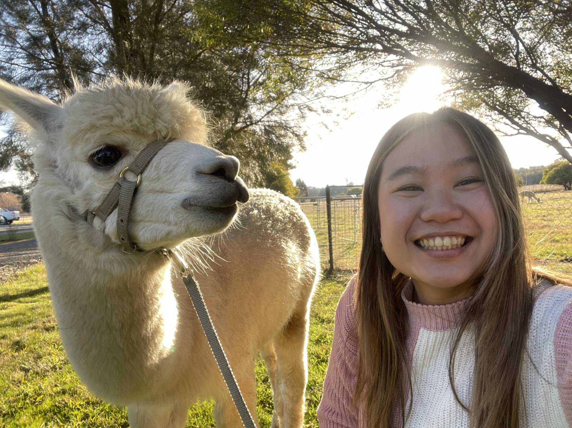 Alpaca Farm Walking Experience with Morning Tea