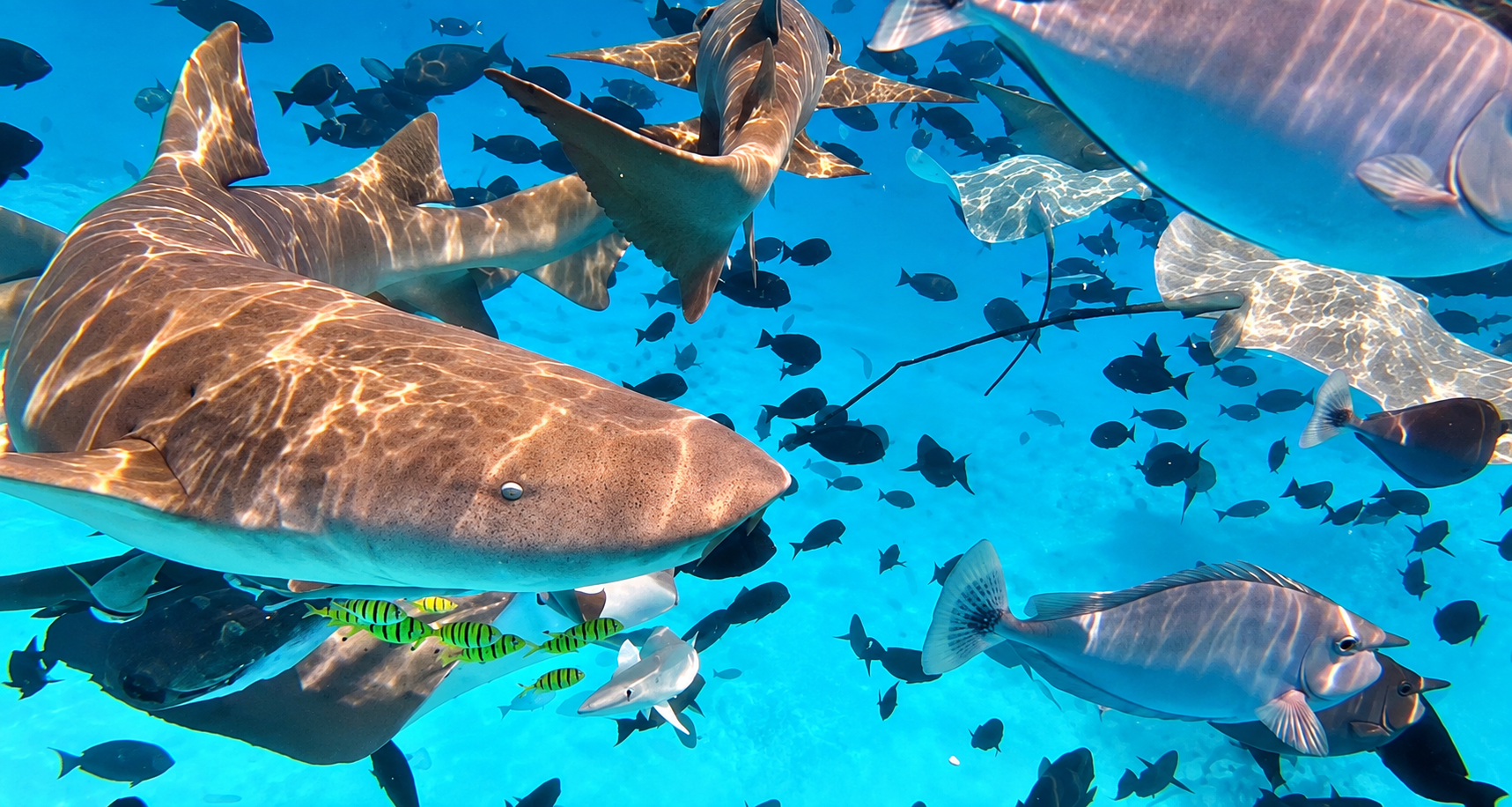 Nurse Shark & Stingray Snorkeling Safari