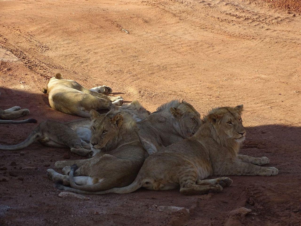 3-Day Maasai Mara Shared Jeep Safari from Nairobi